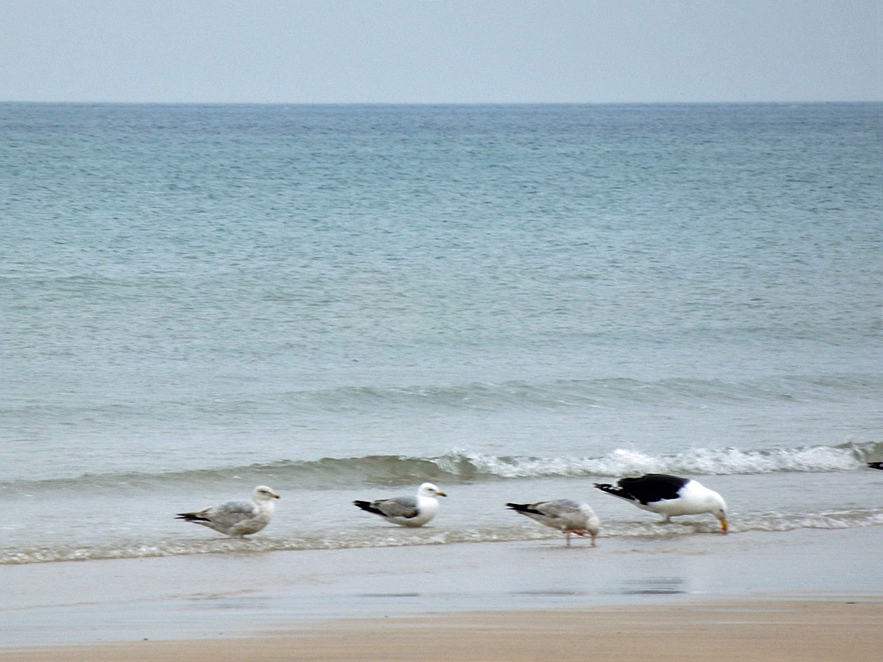 Patient gulls