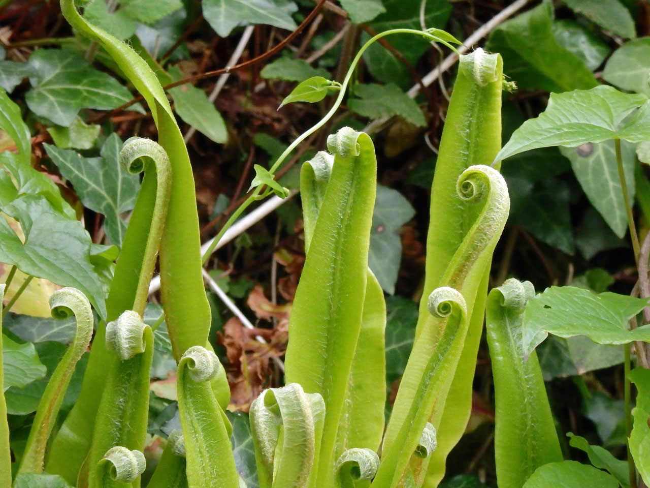 Hart’s tongue ferns