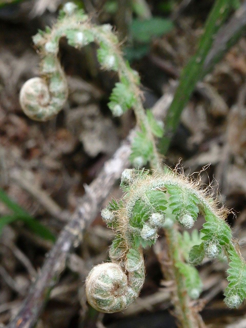 Bracken fronds