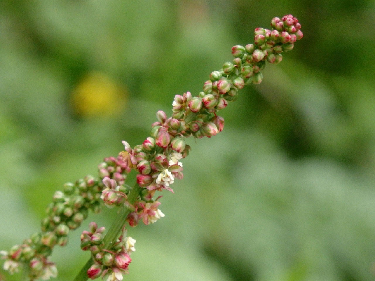 Common sorrel