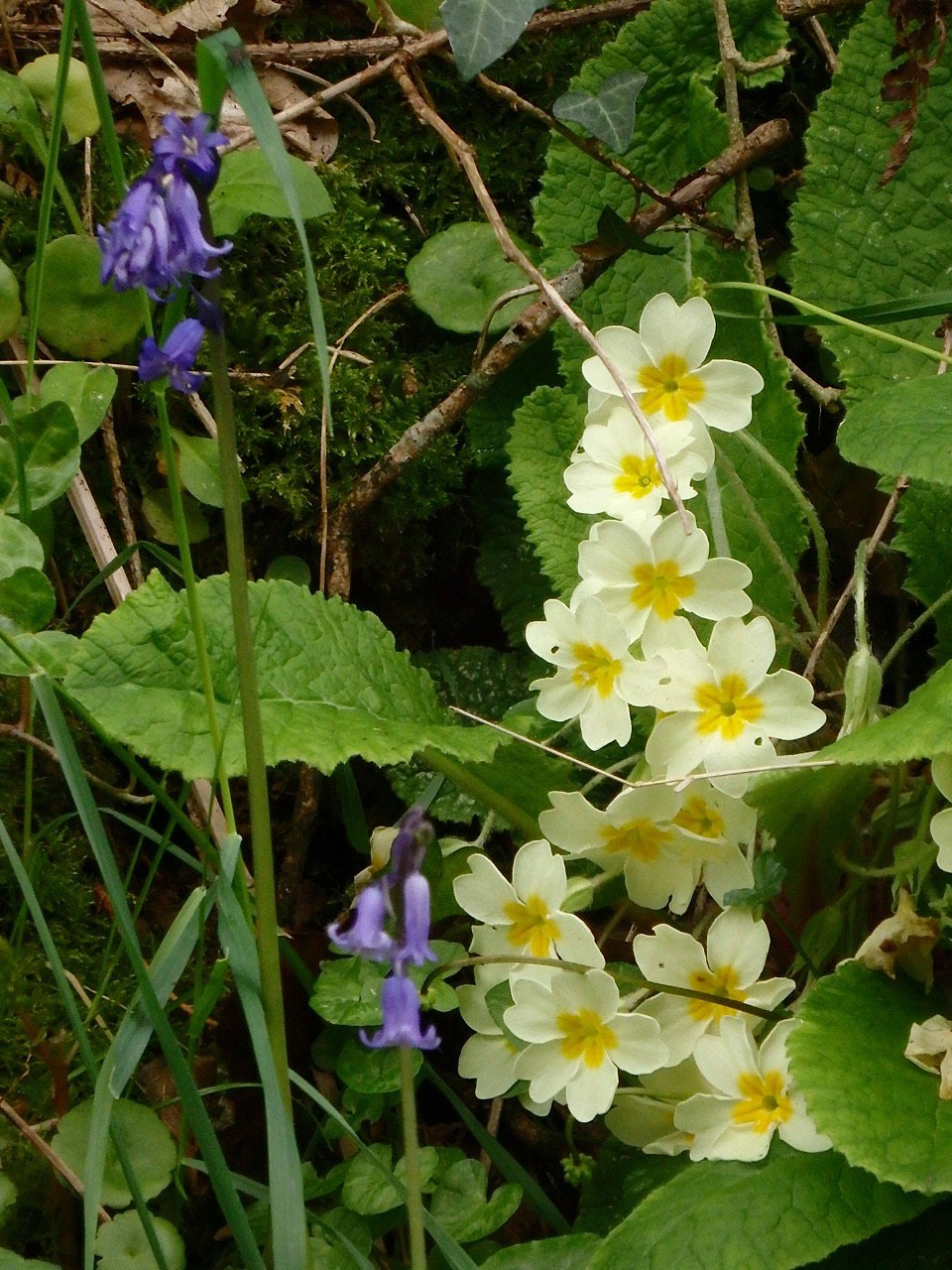 Bluebells with primroses