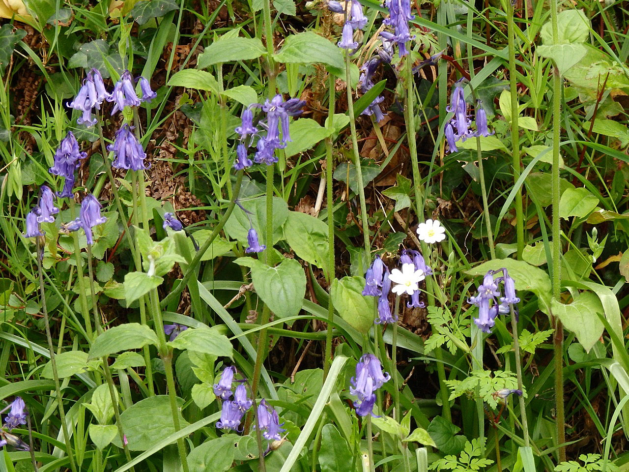 Bluebells with celandines