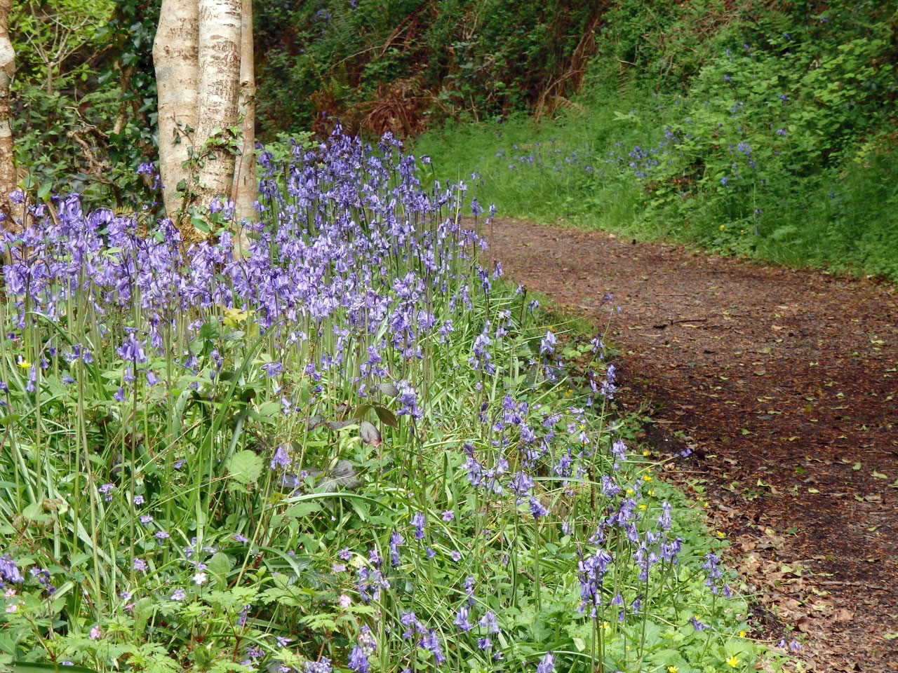 Bluebells lining the walls