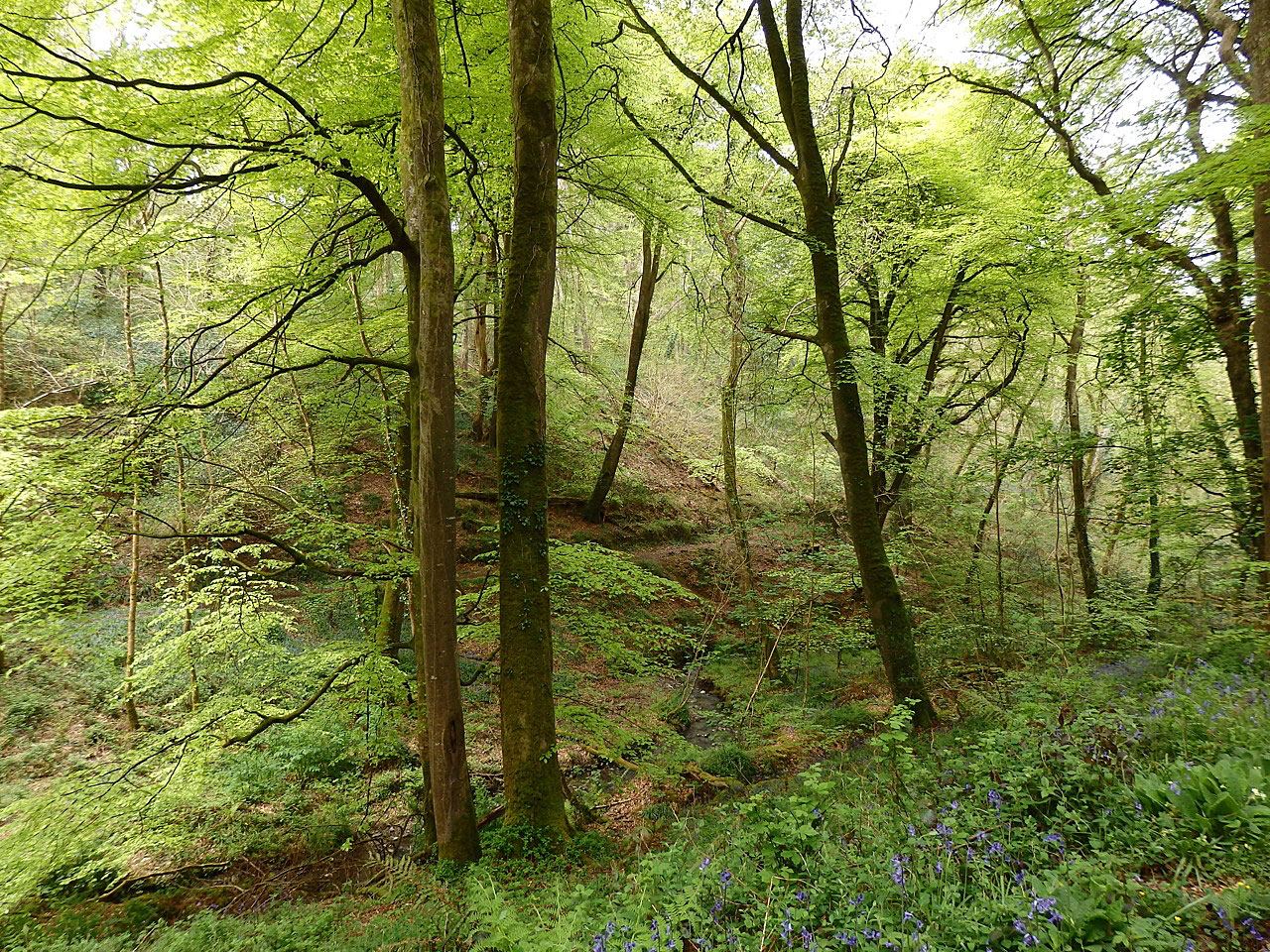 Fresh beech leaves