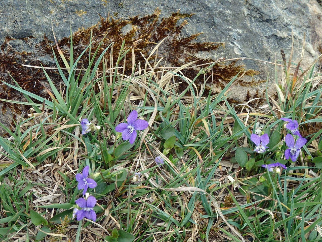 Violets on Goonhilly Downs