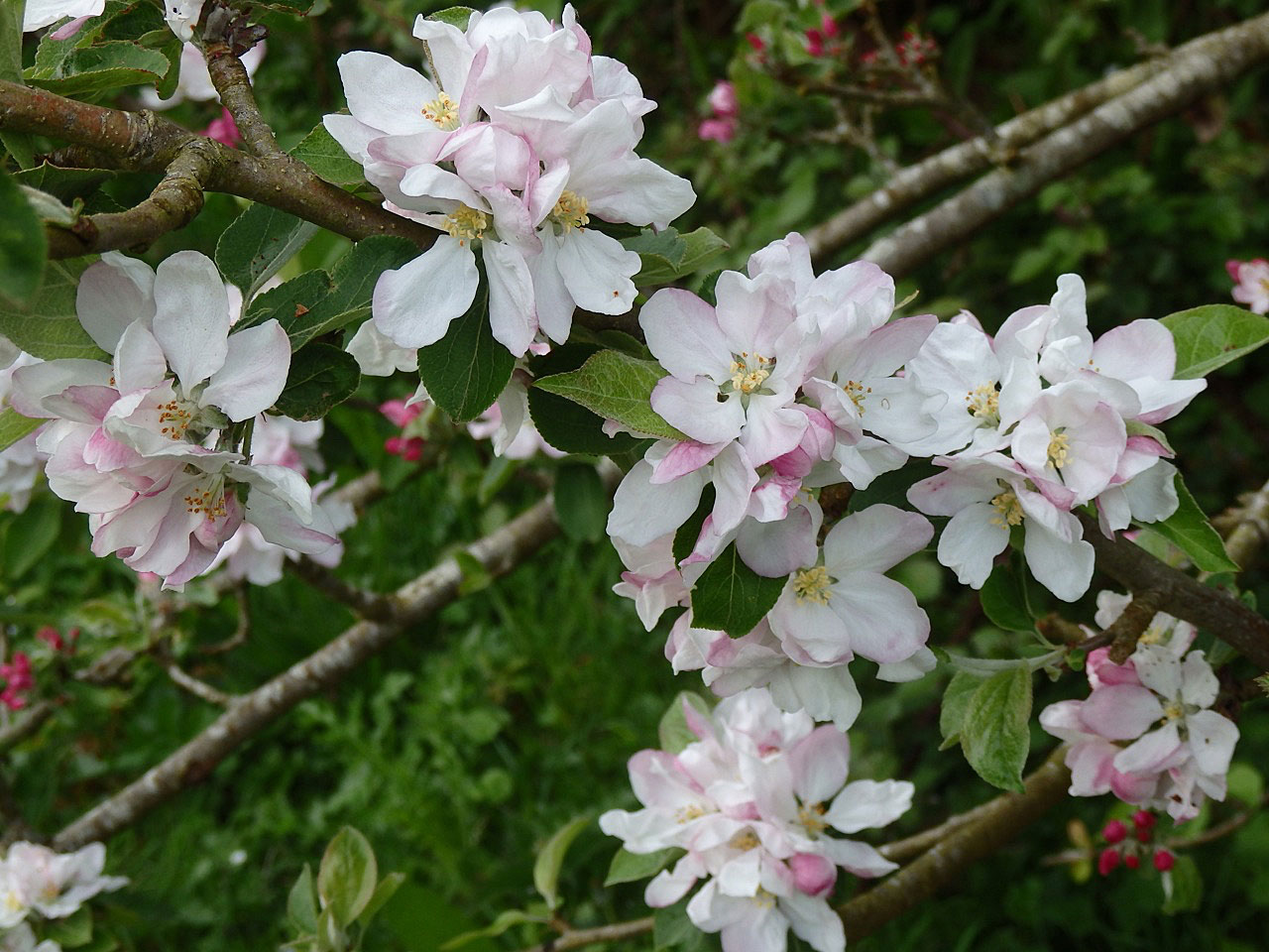 Apple blossom