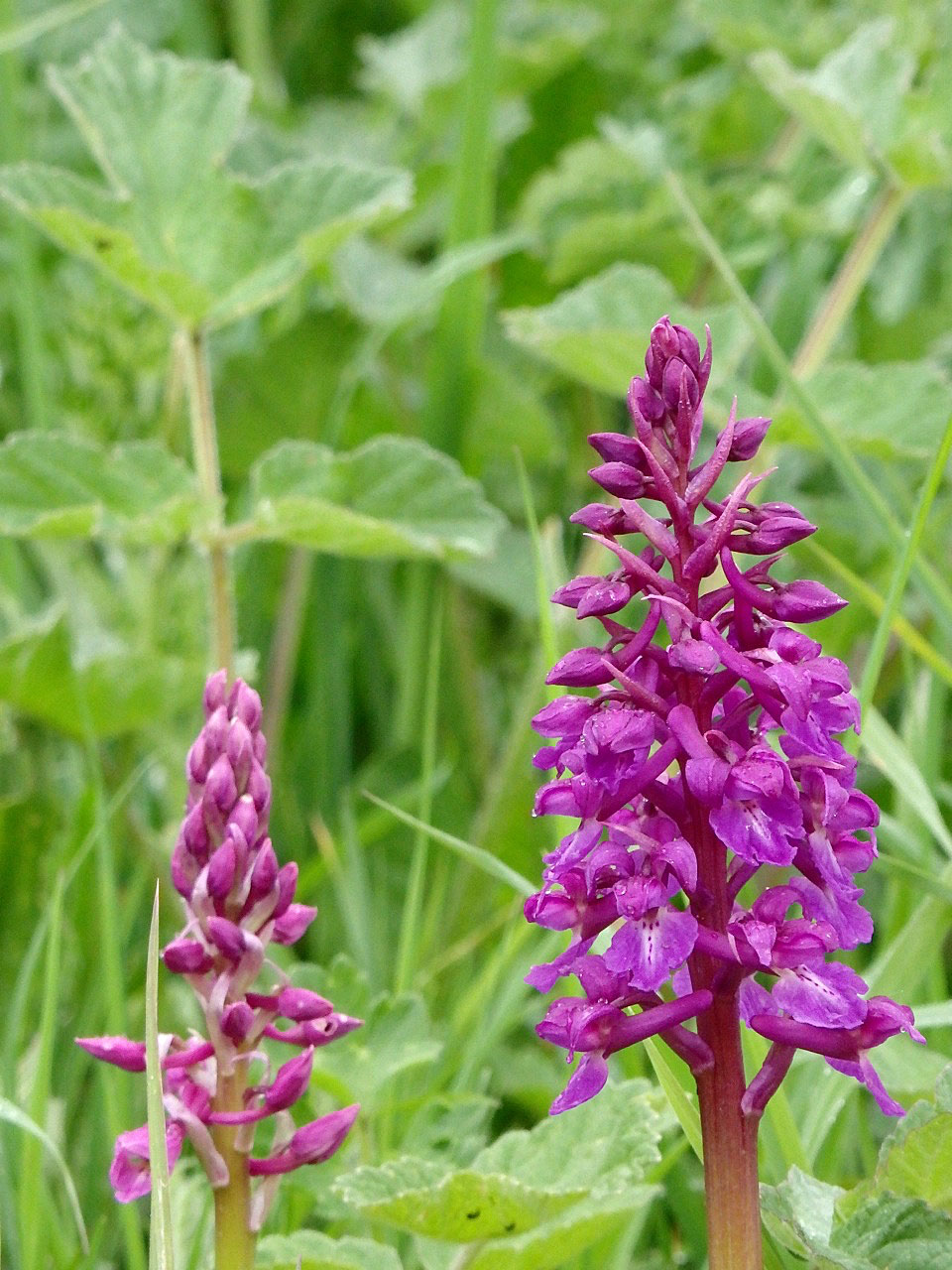 Roadside orchids