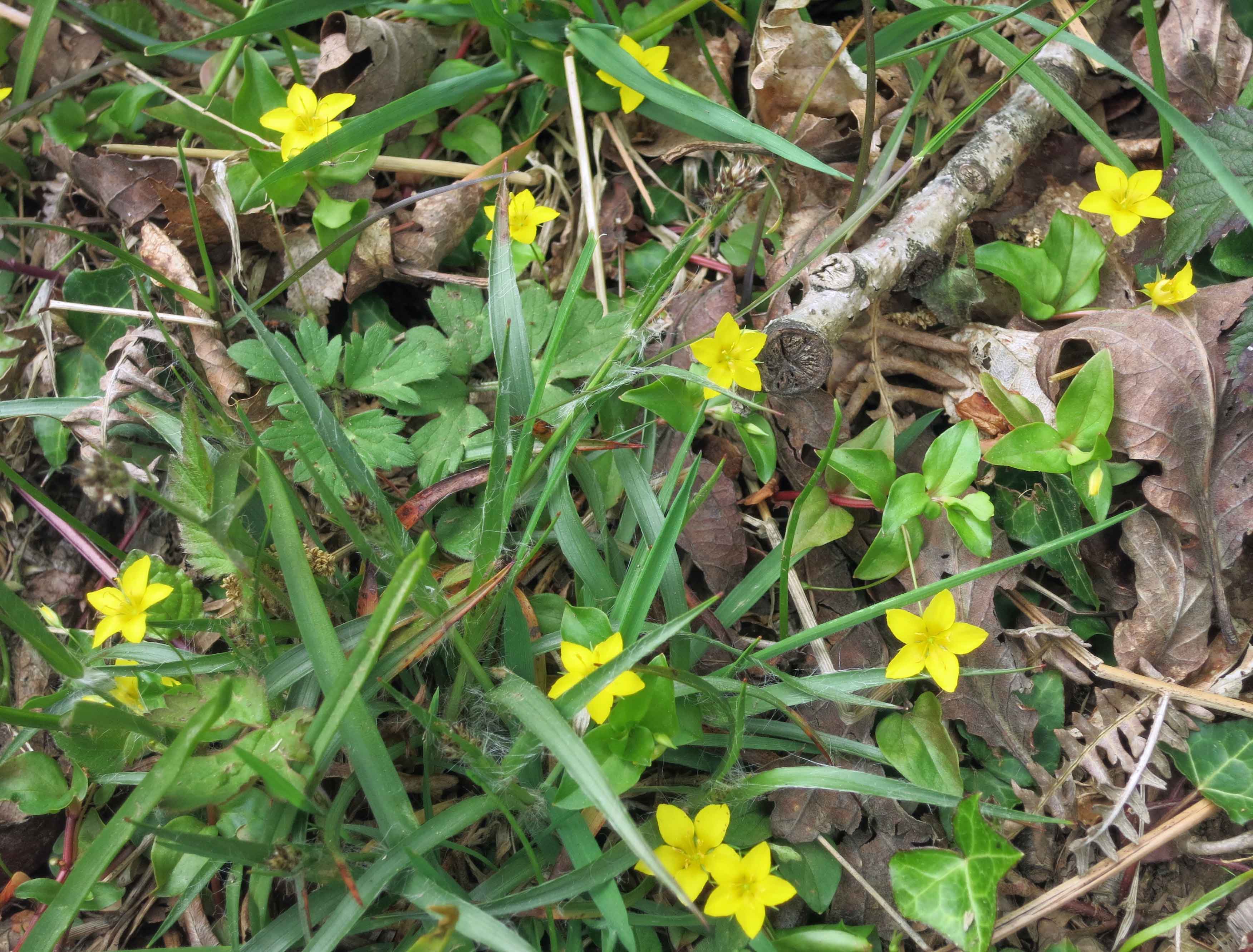 Yellow pimpernel