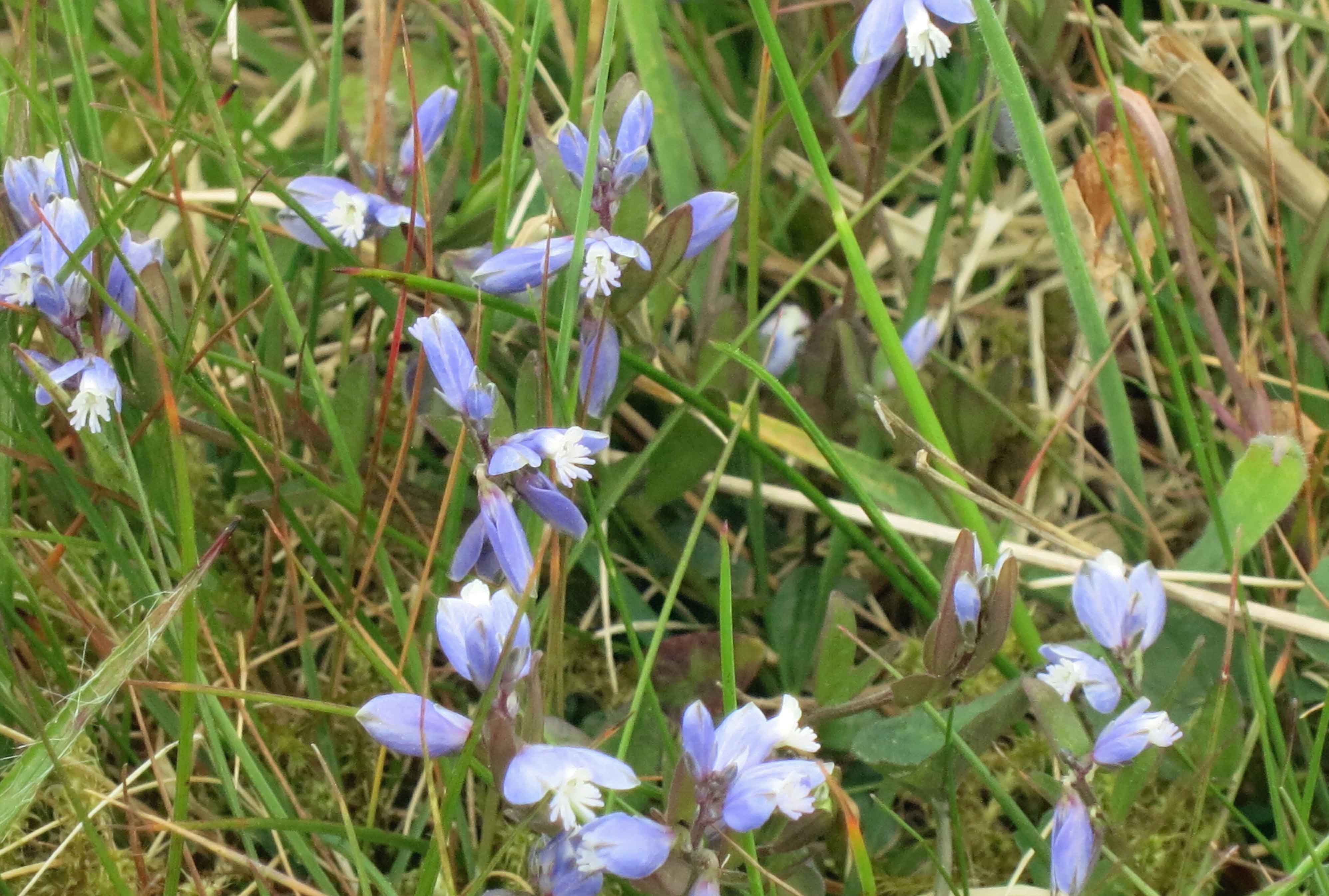 Blue milkwort