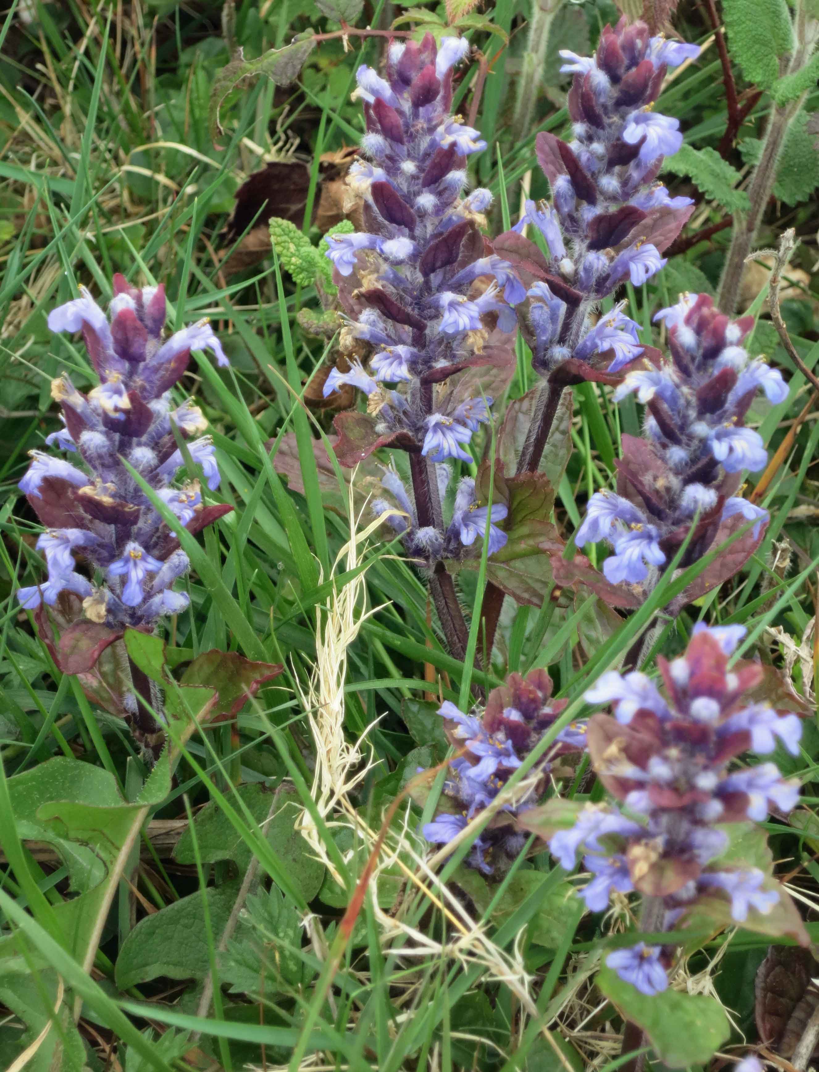 Purple/Blue bugle