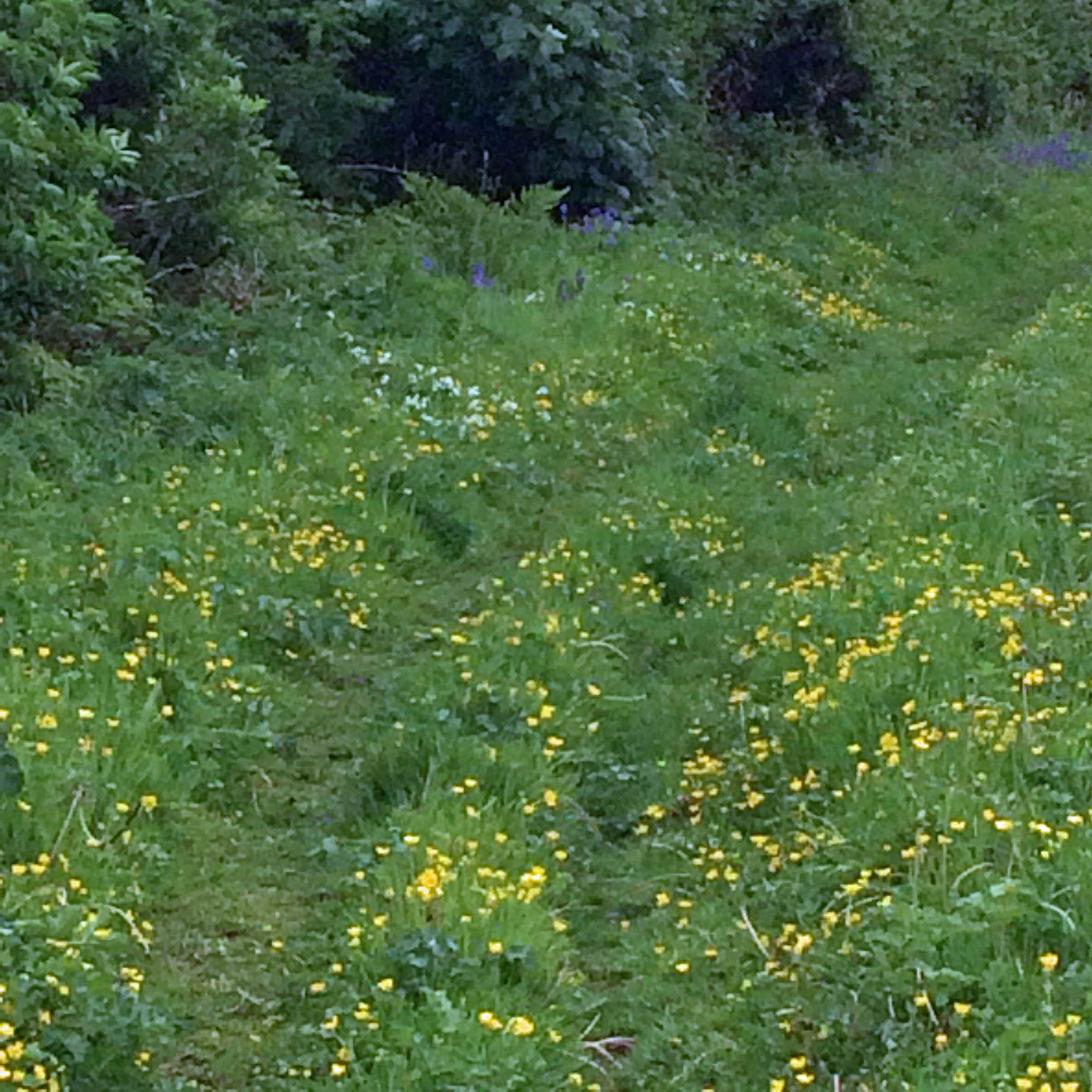 Godolphin buttercups