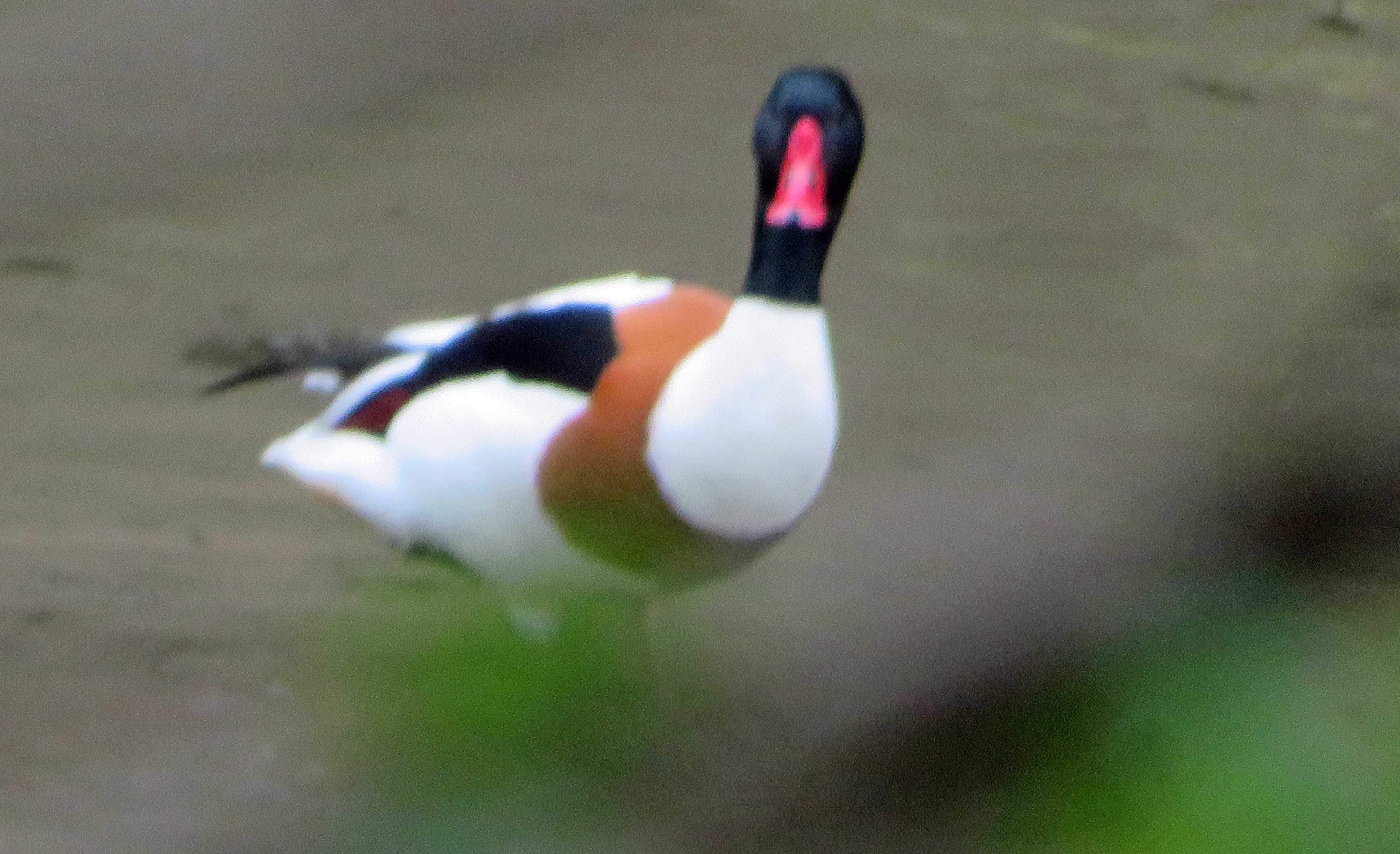 Helford shelduck