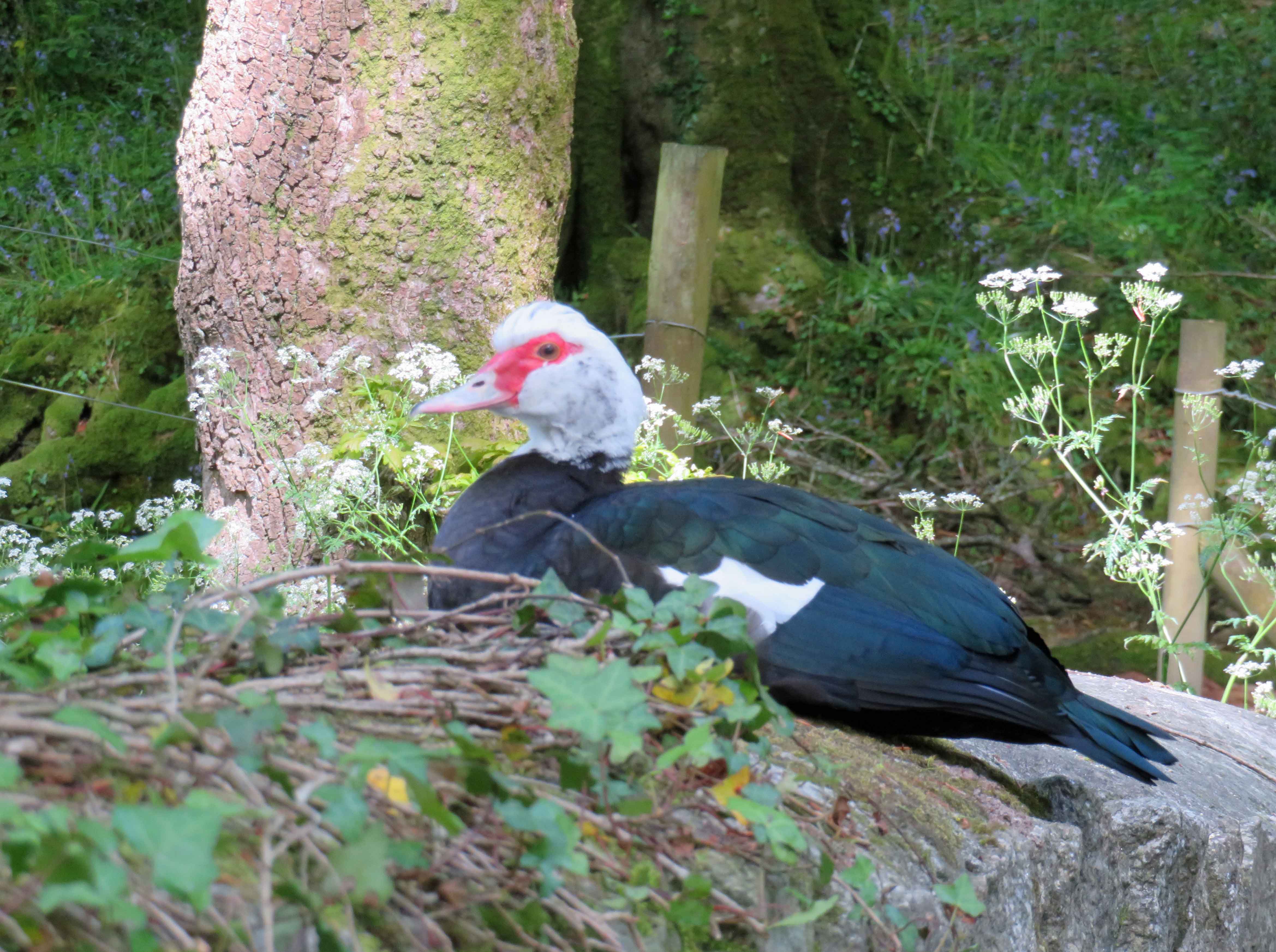 Muscovy