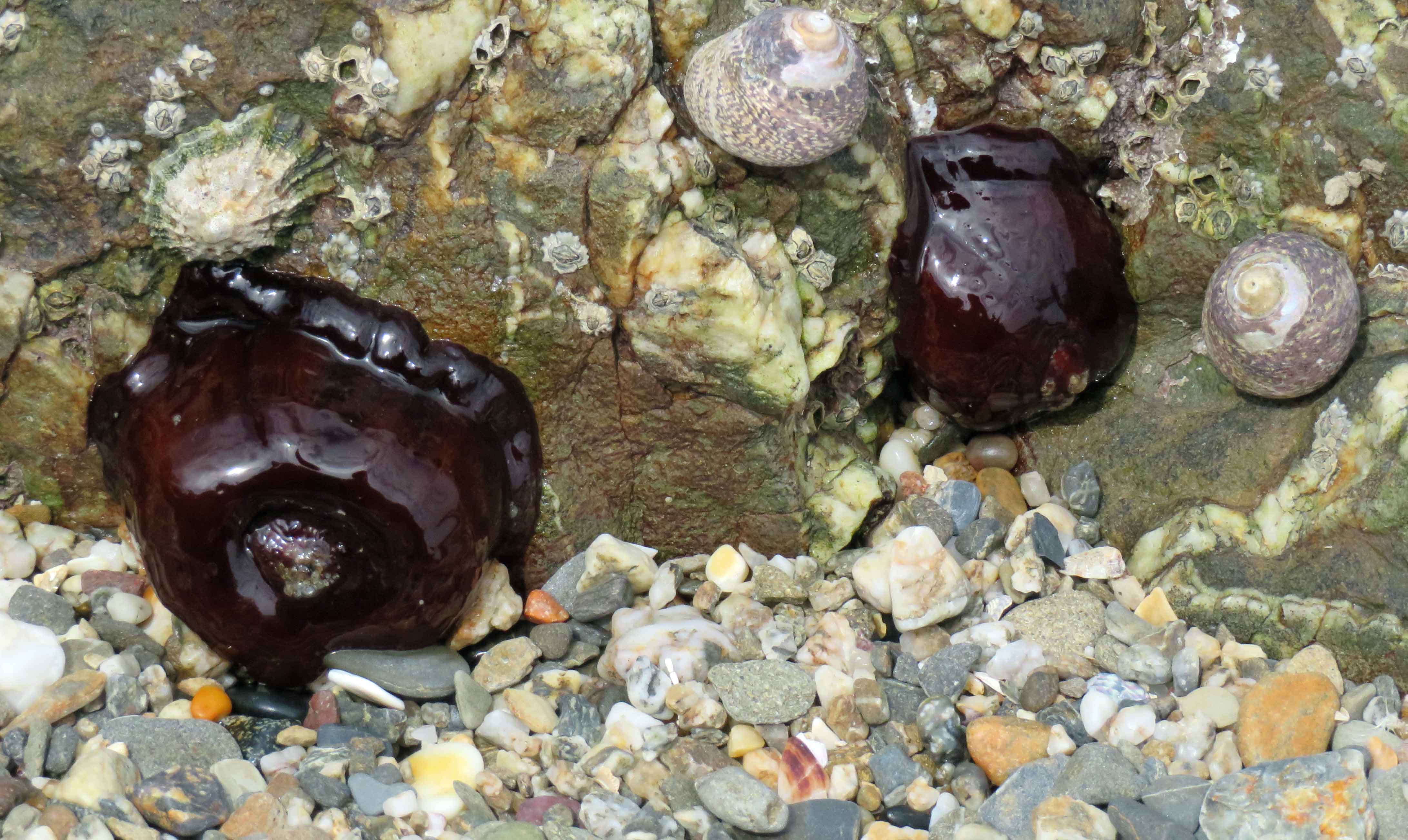 Sea anemones