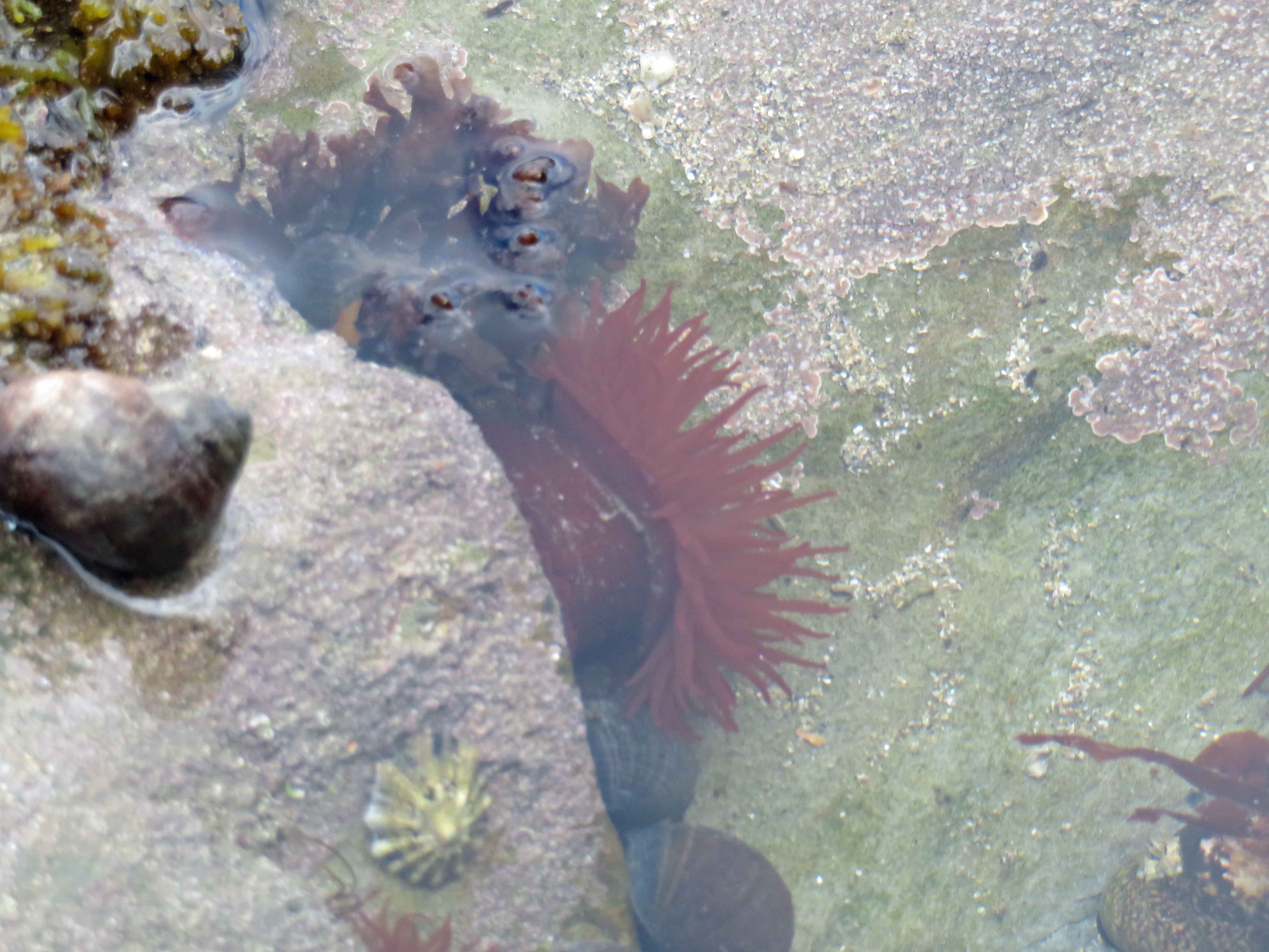 Open sea anemones