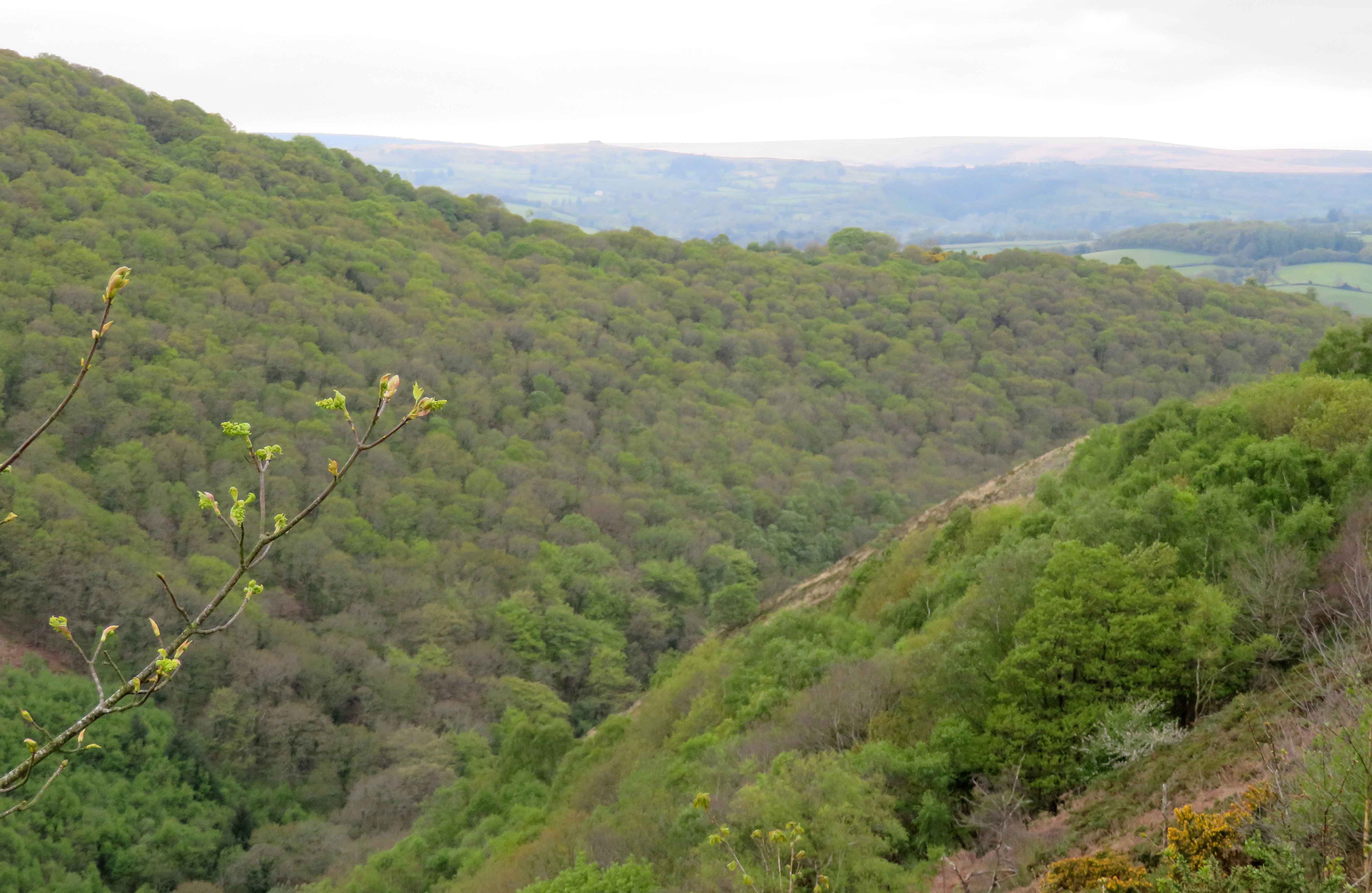 Teign gorge