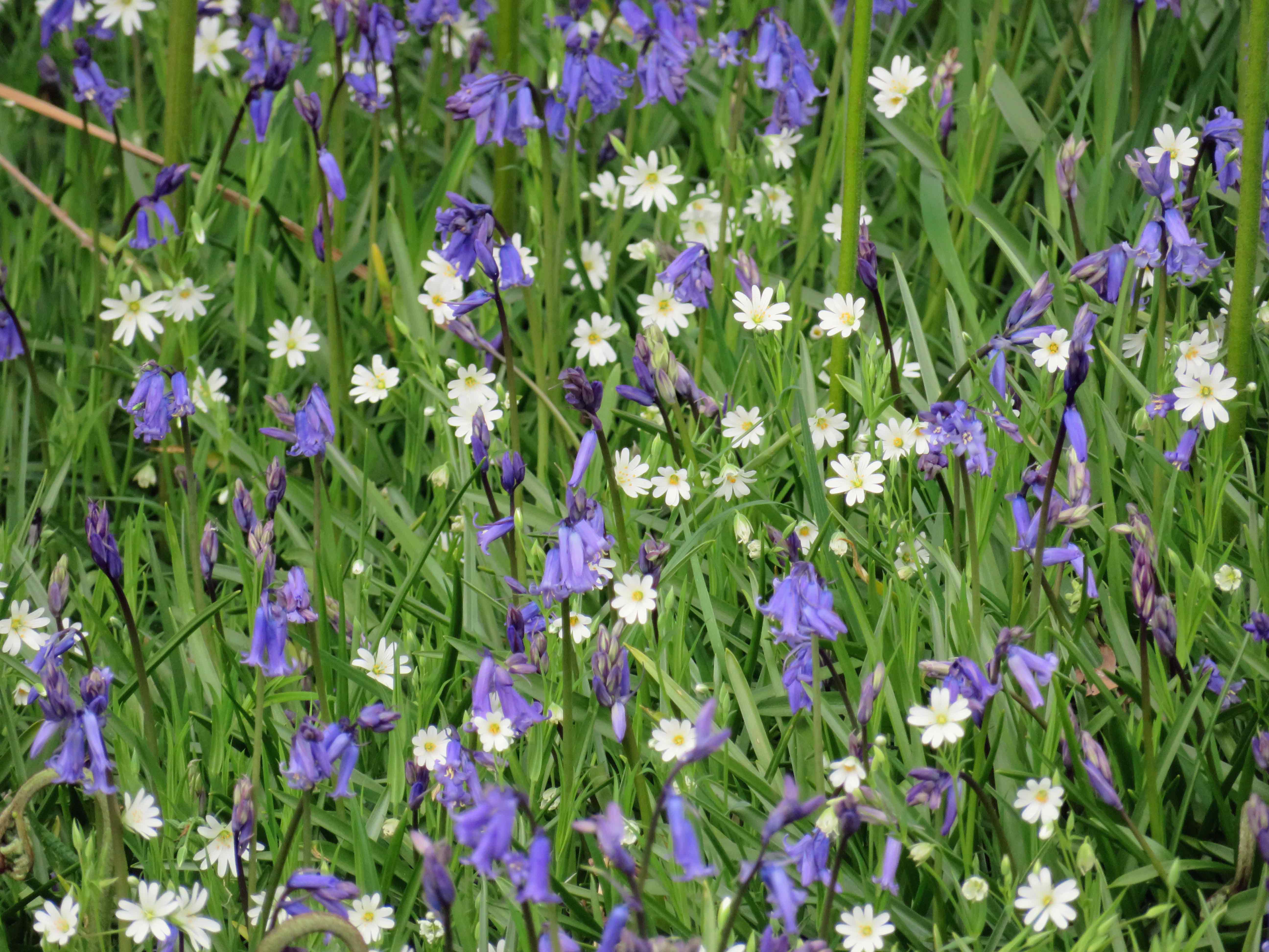 Bluebells and greater stitchwort