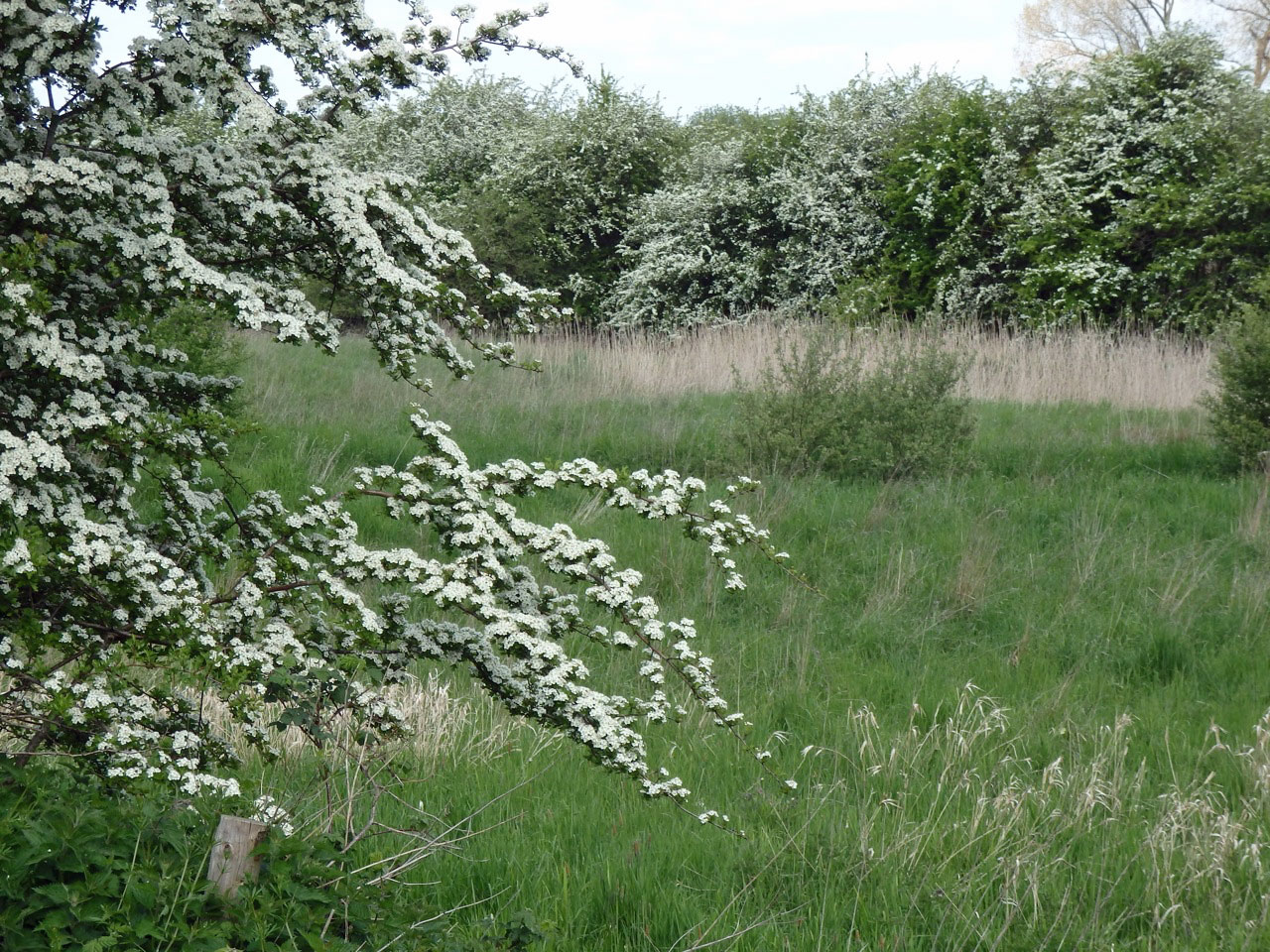 Blossoming hawthorn