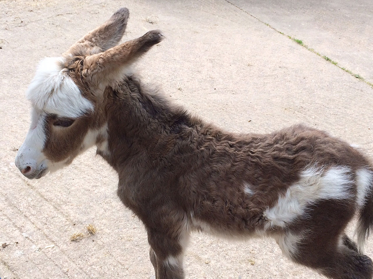 New donkey foal