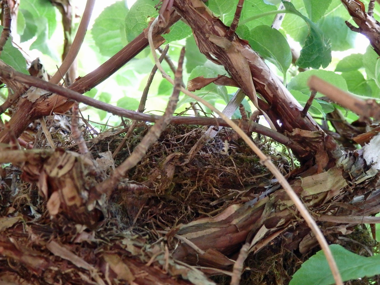 Blackbird nest