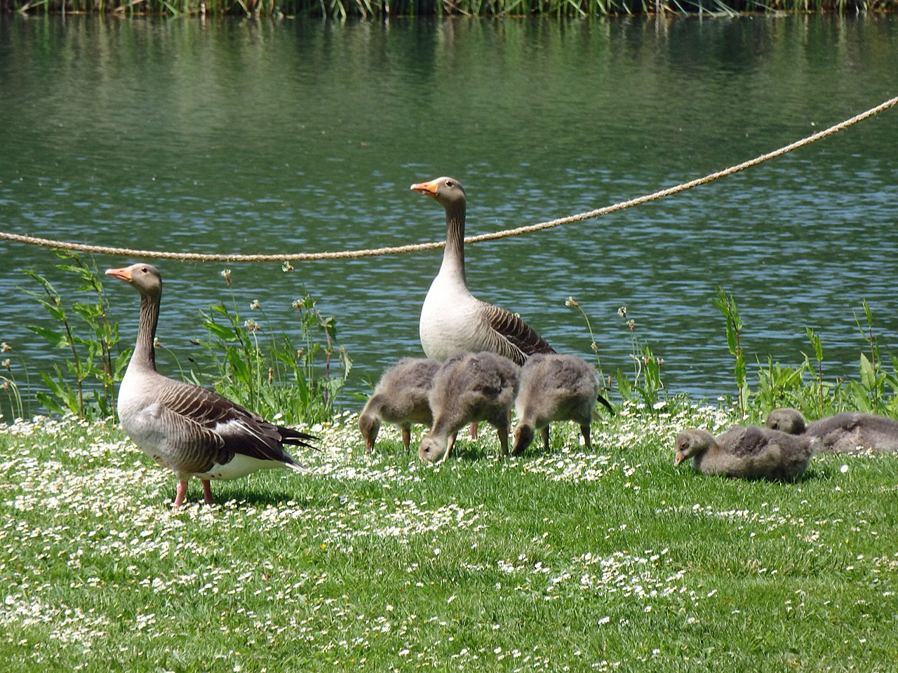 Greylag geese