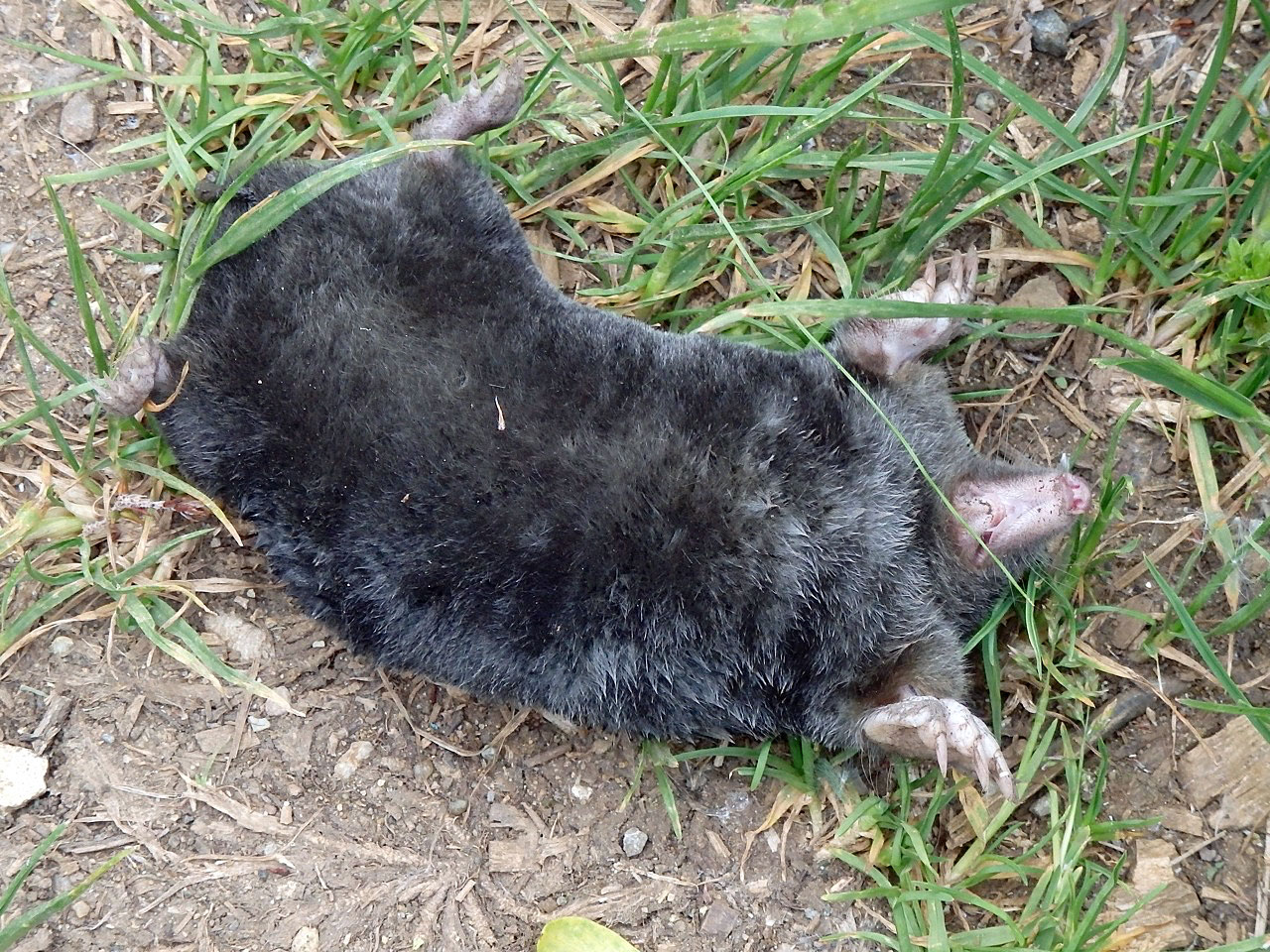 A dead mole