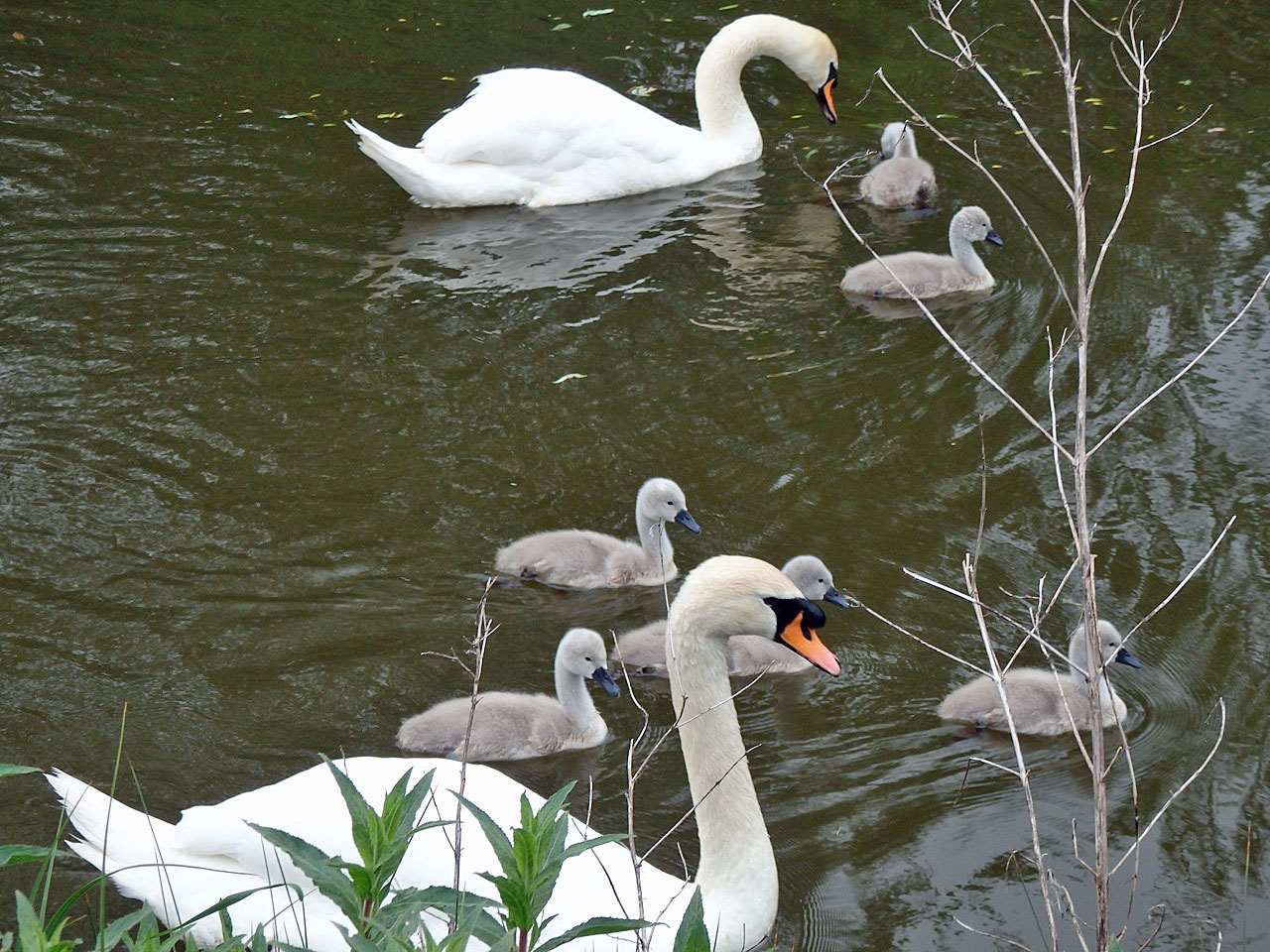 Swan parents