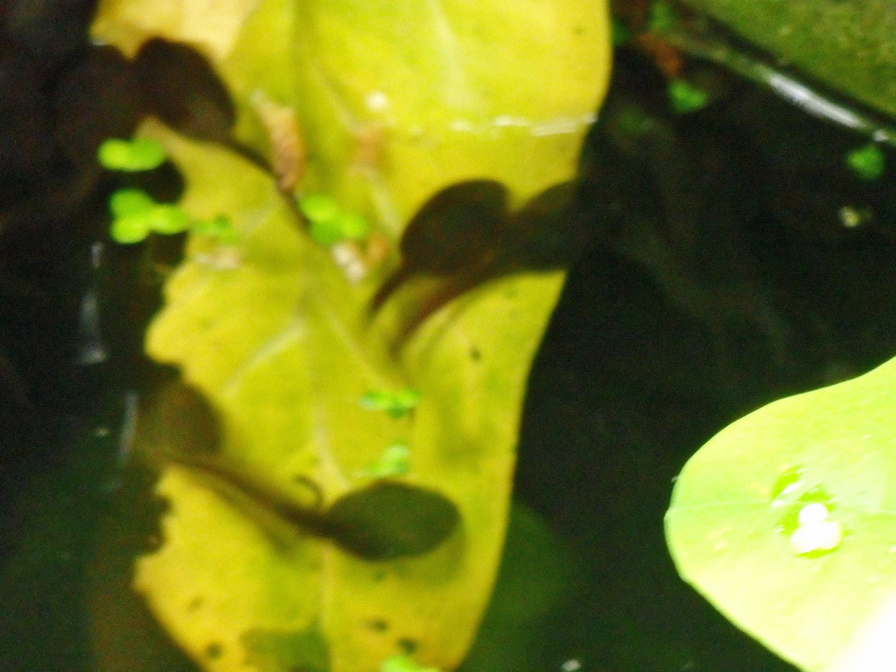 Wriggling tadpoles