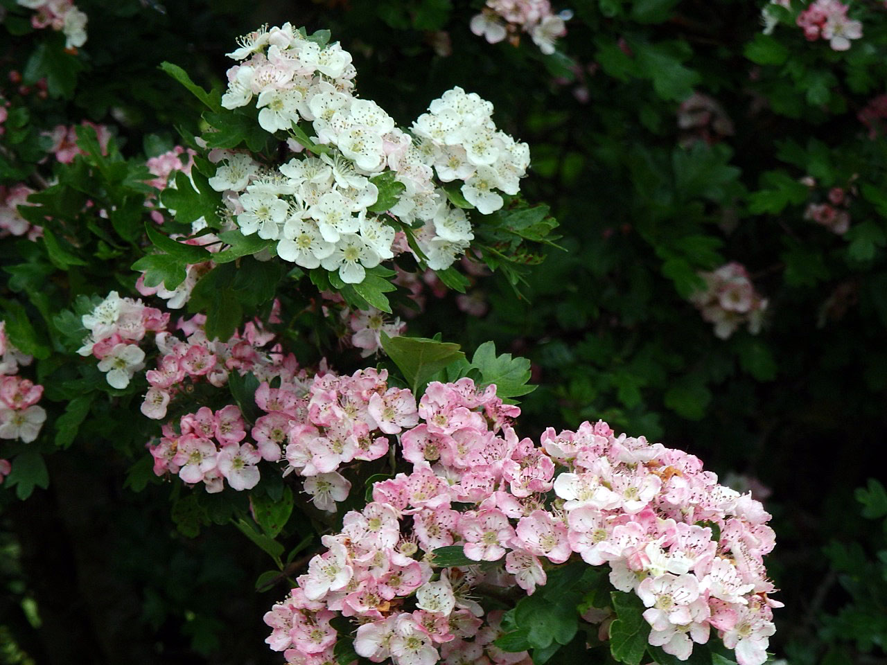 Hawthorn blossom