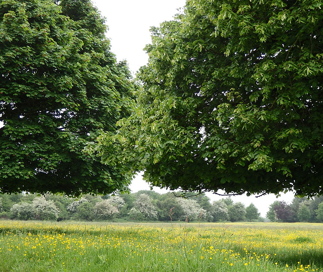 Buttercups on the common