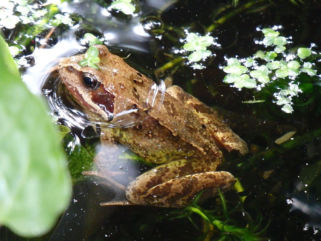 Golden frog