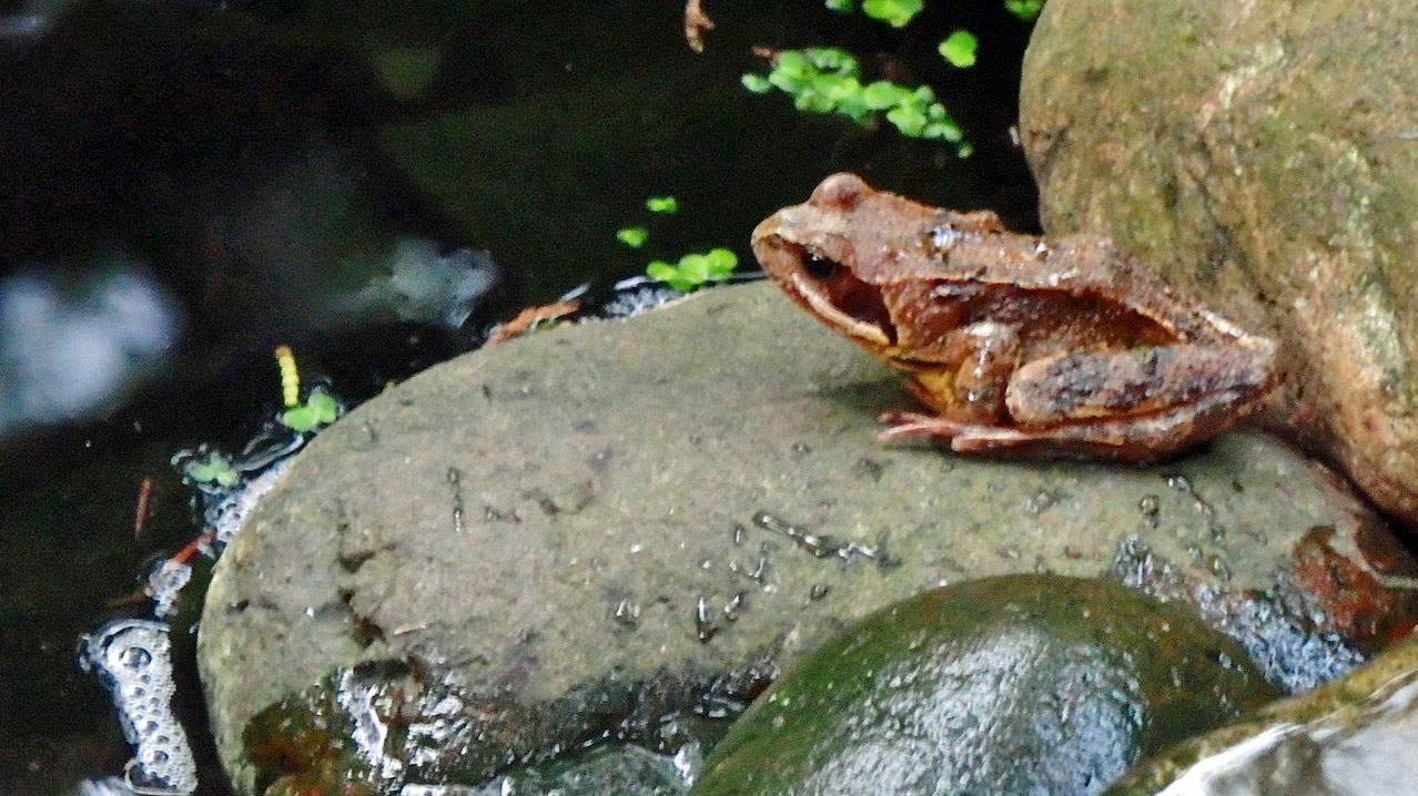 Waterfall frog