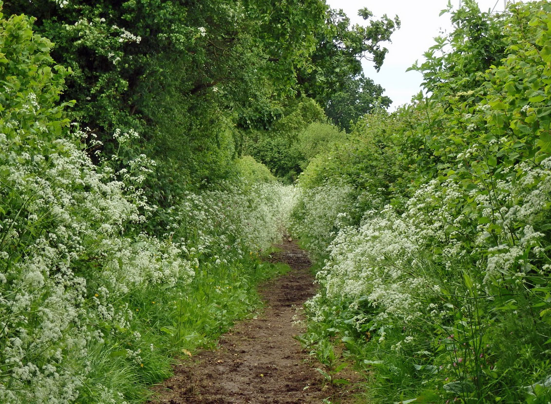 Meadowsweet on lane