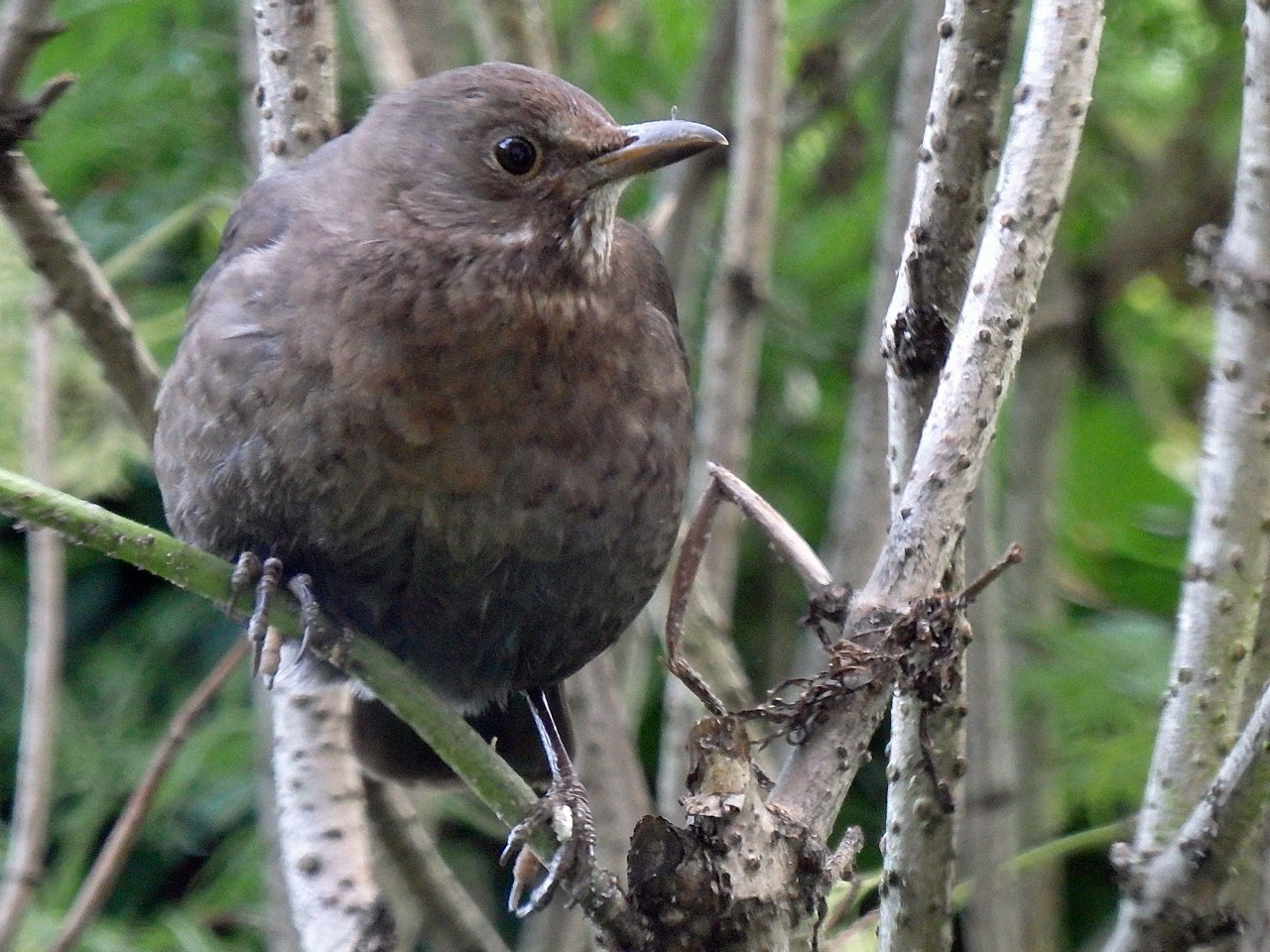 Baby blackbird