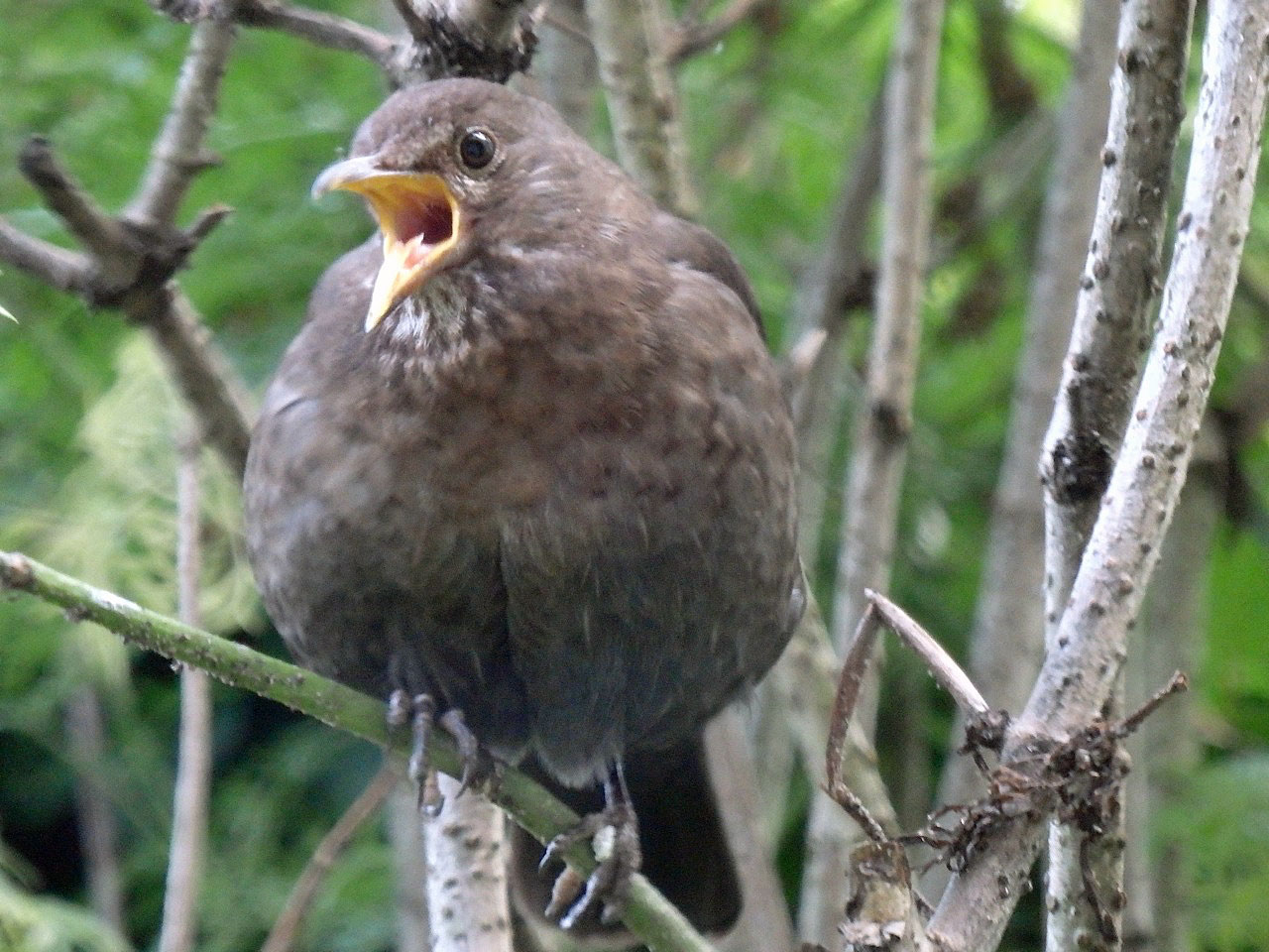 Gaping baby blackbird