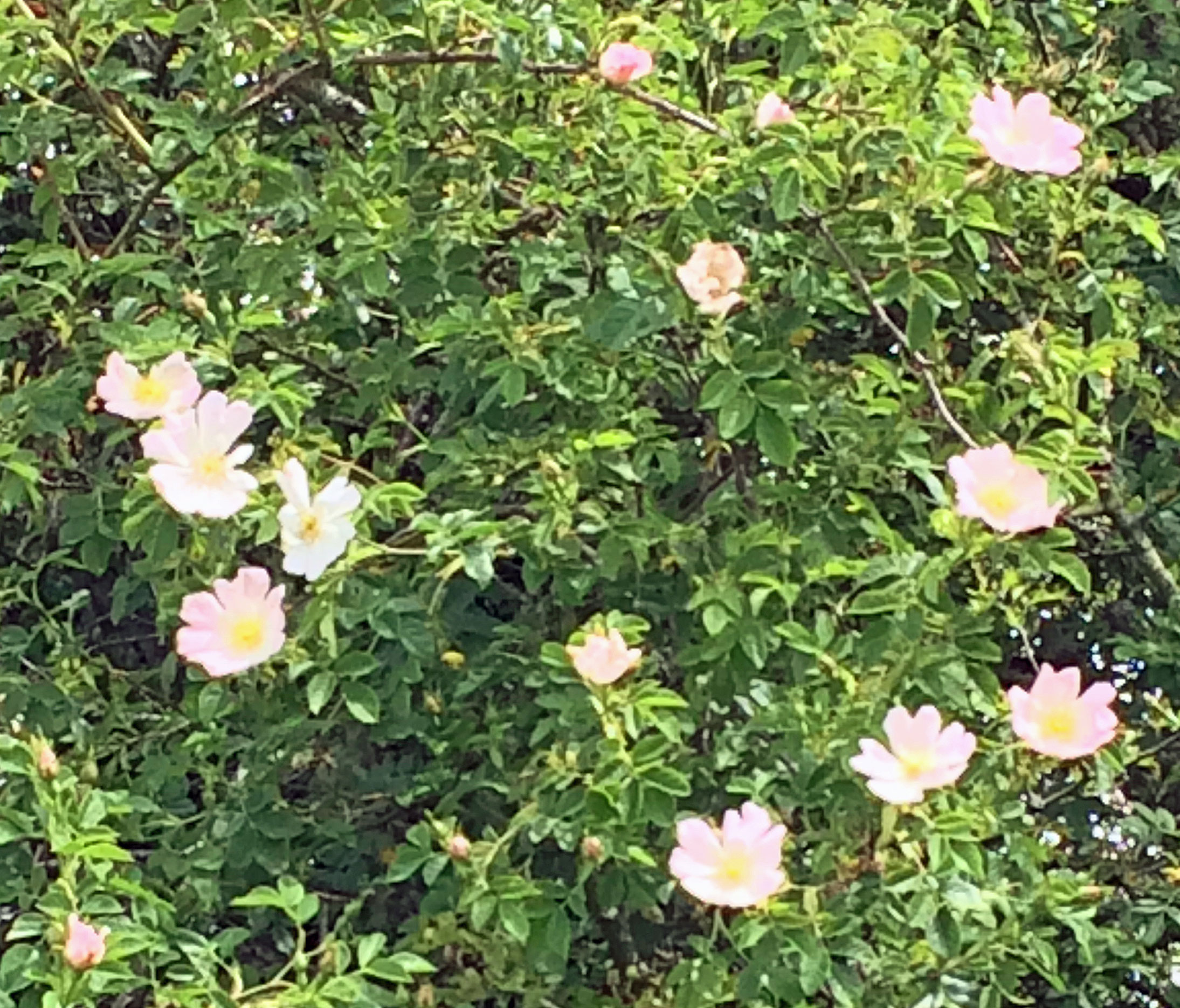Wild roses in hedgerow