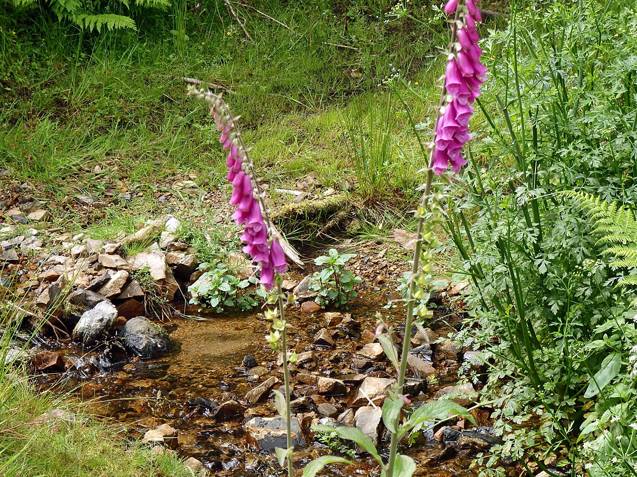 Foxgloves 3