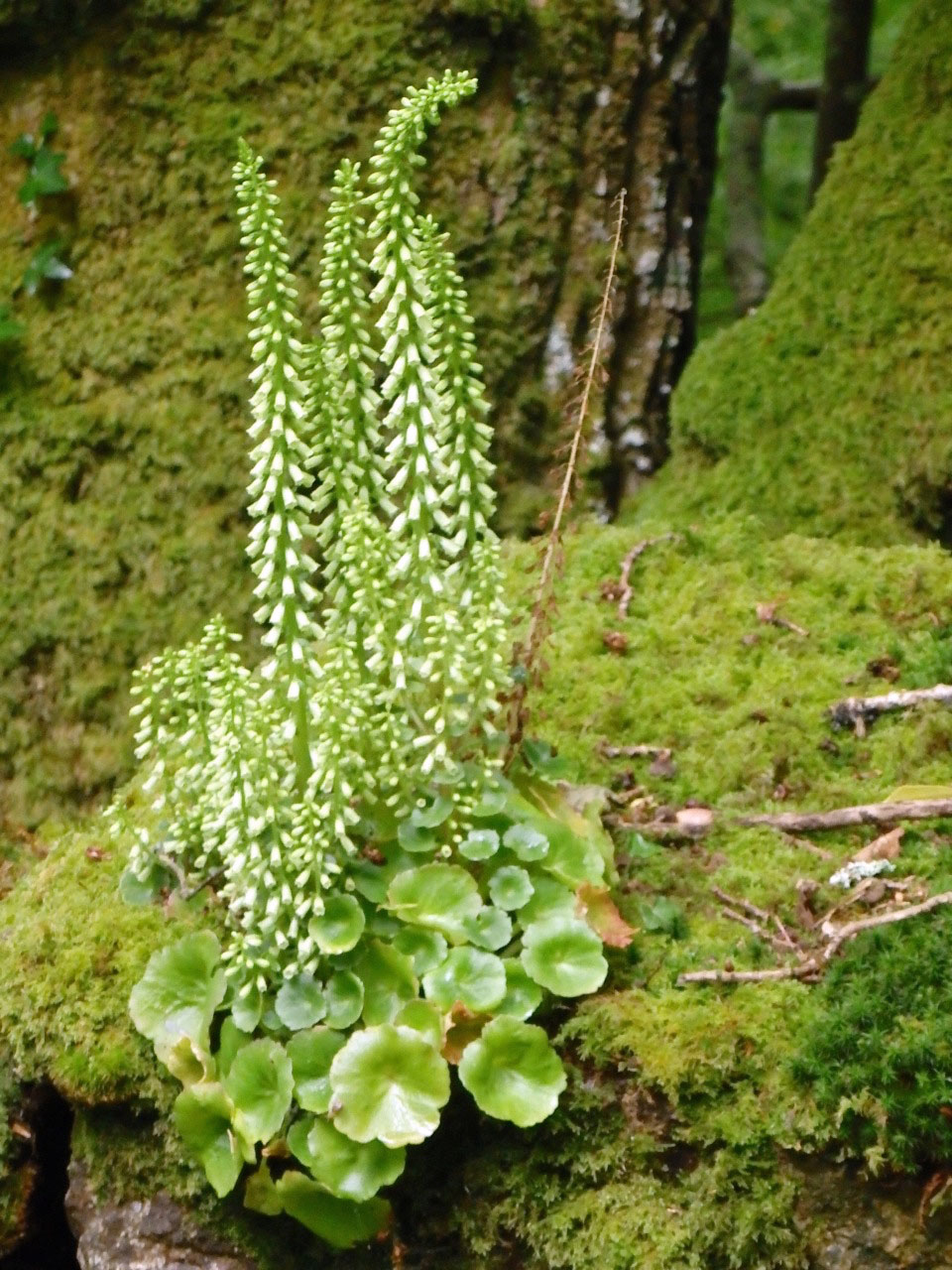 Navelwort