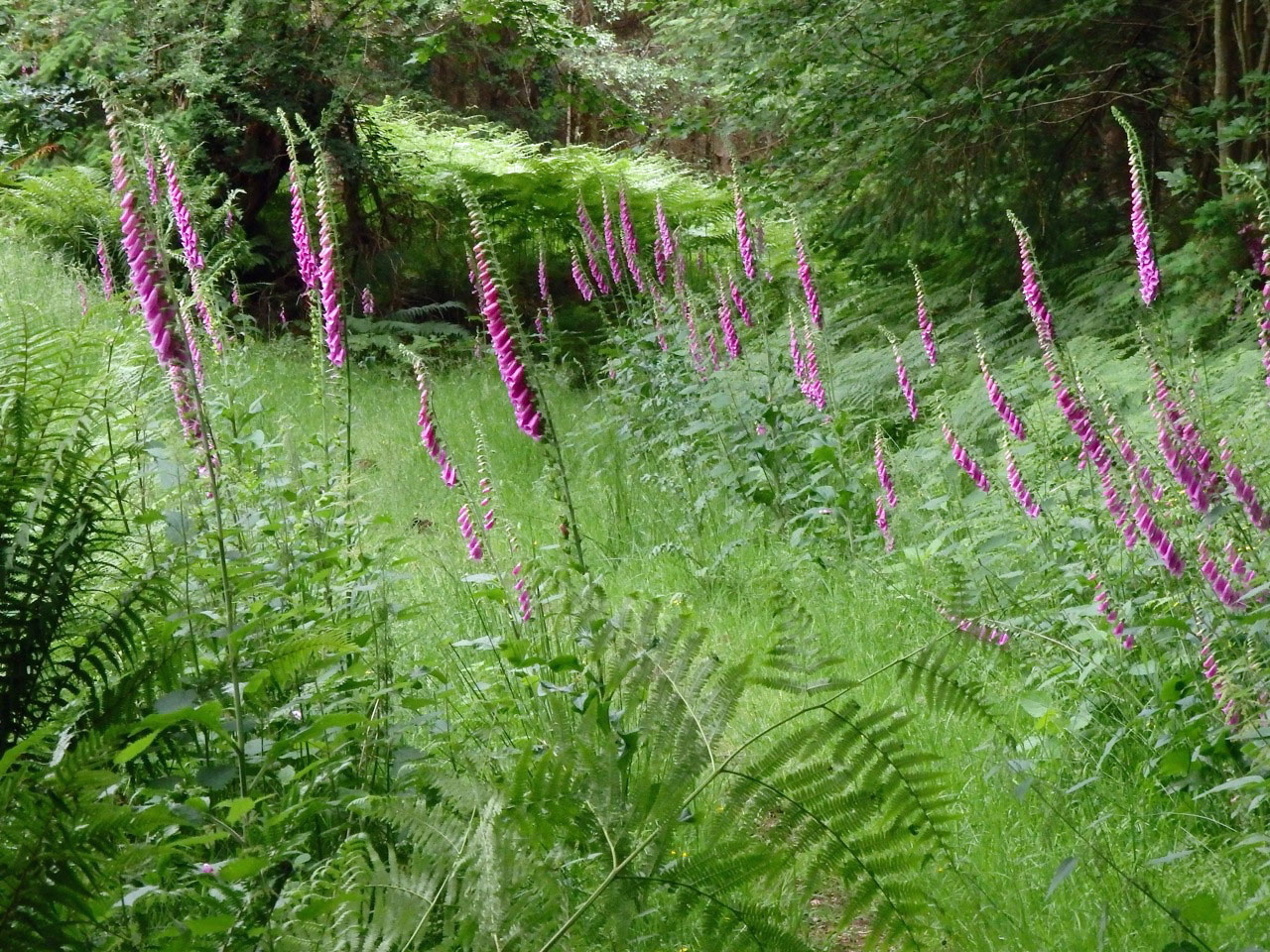 Foxgloves 2