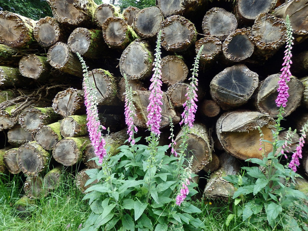 Foxgloves 1