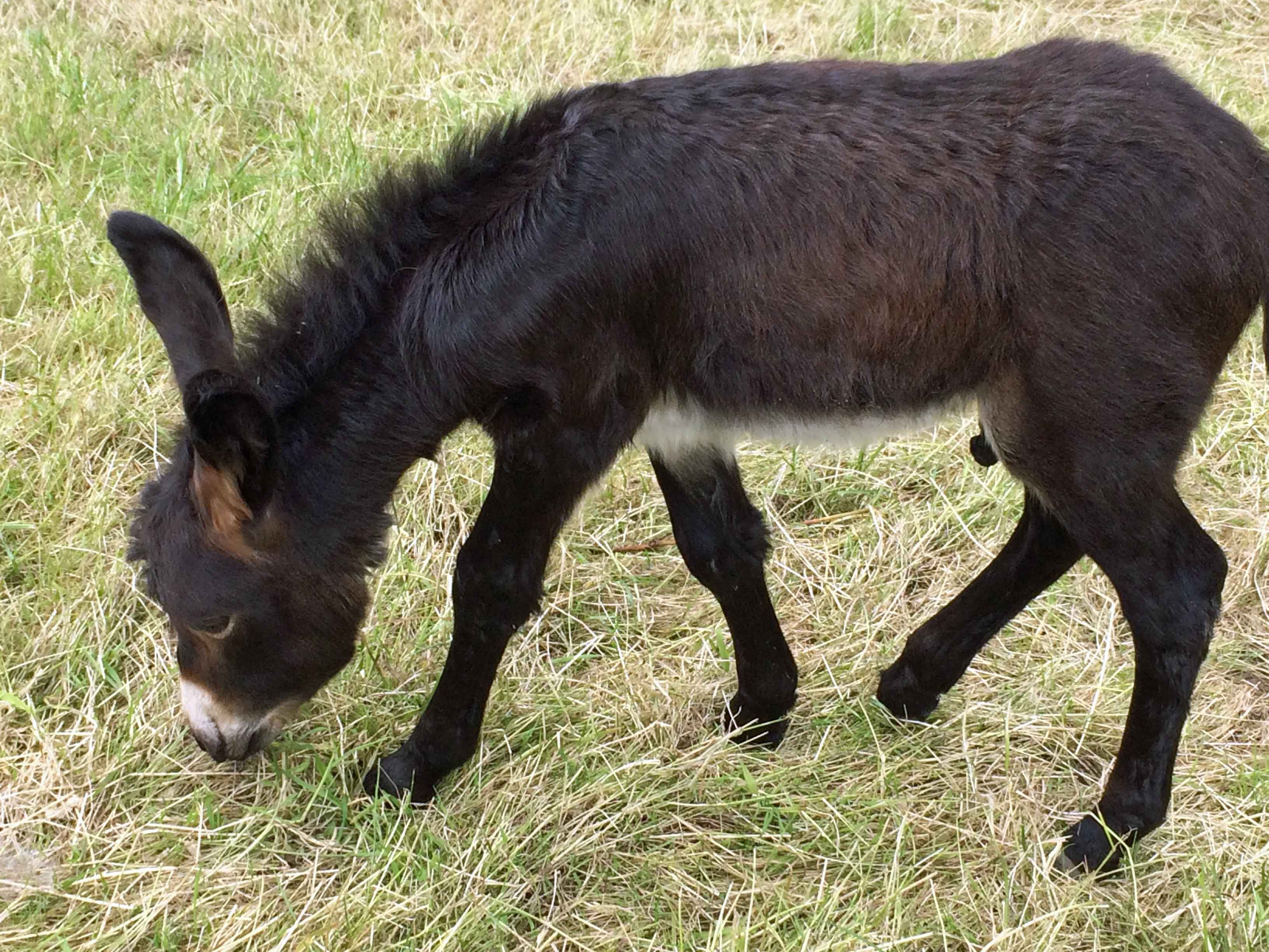 Second foal