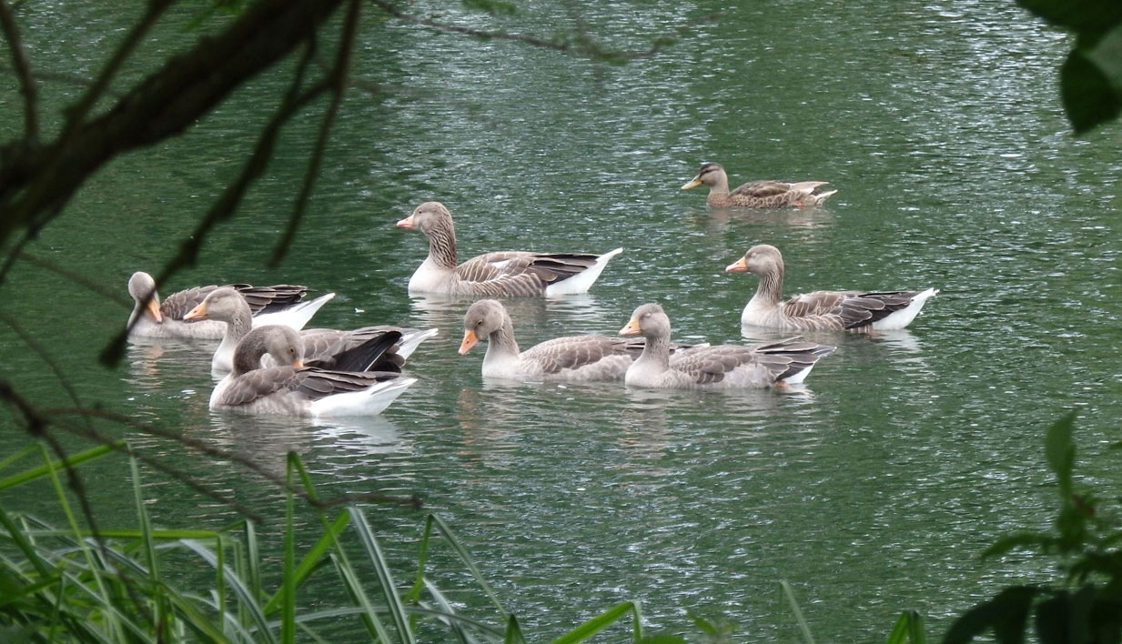 Greylags