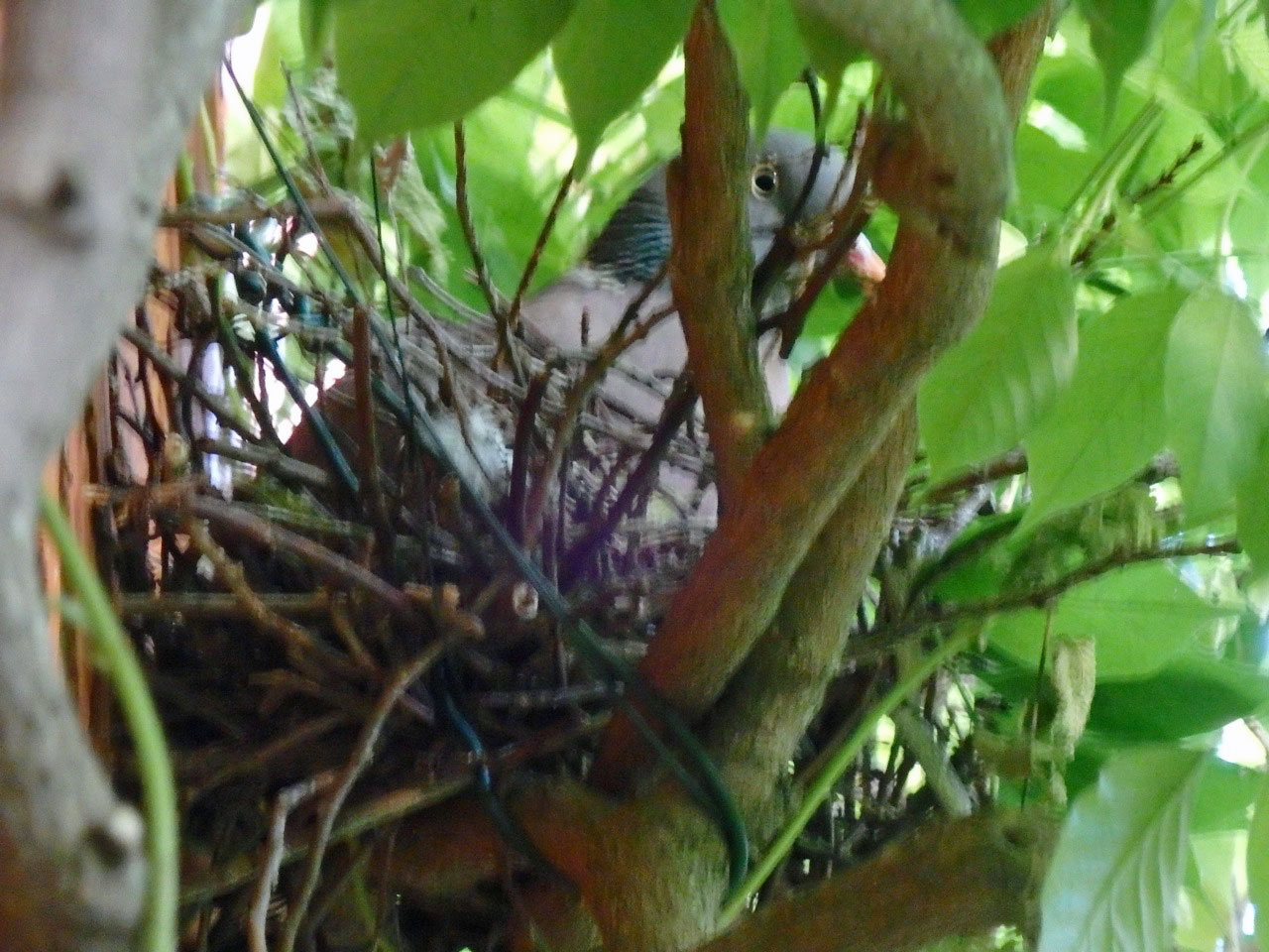 Pigeon nest