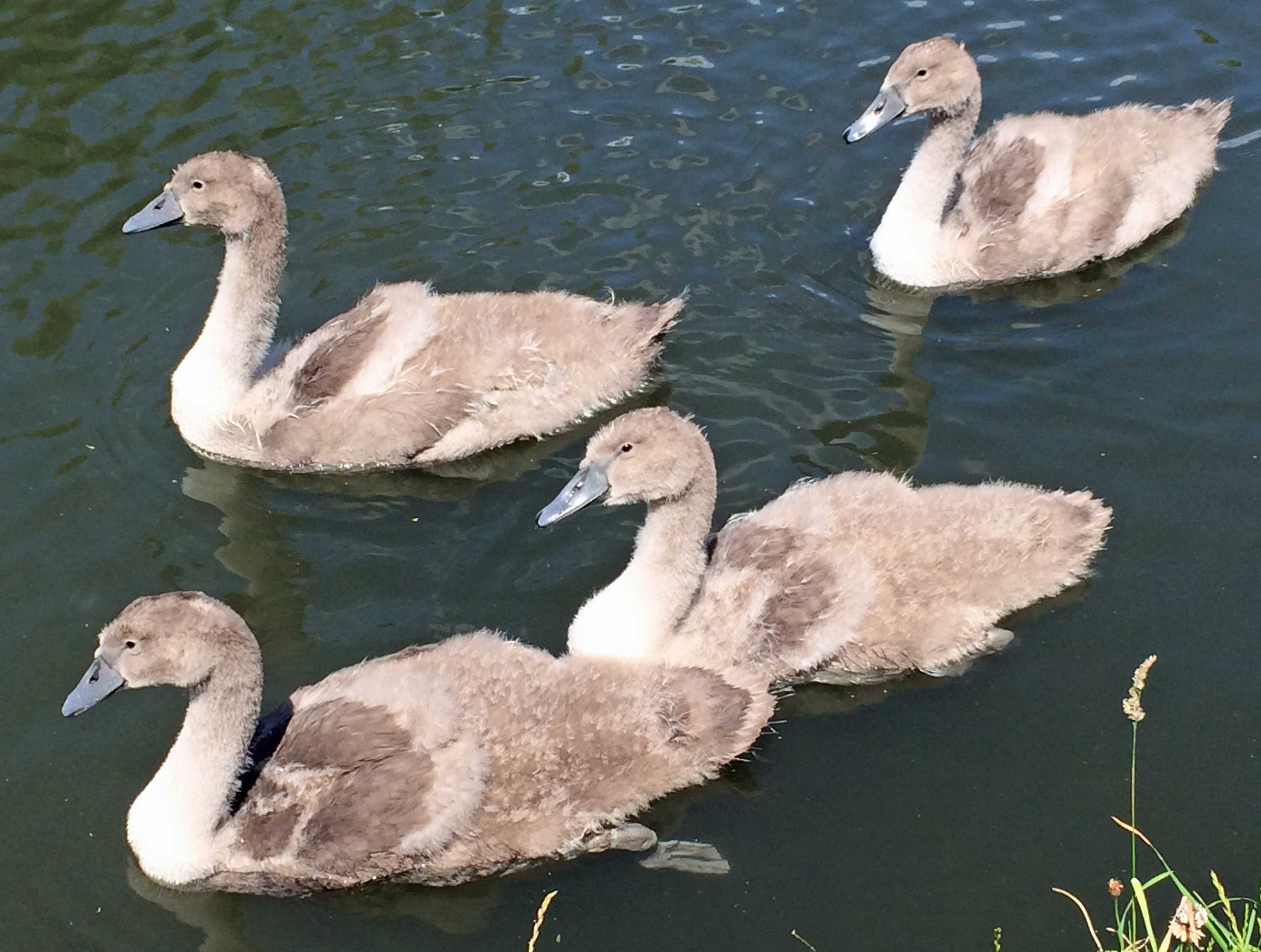 Cygnets