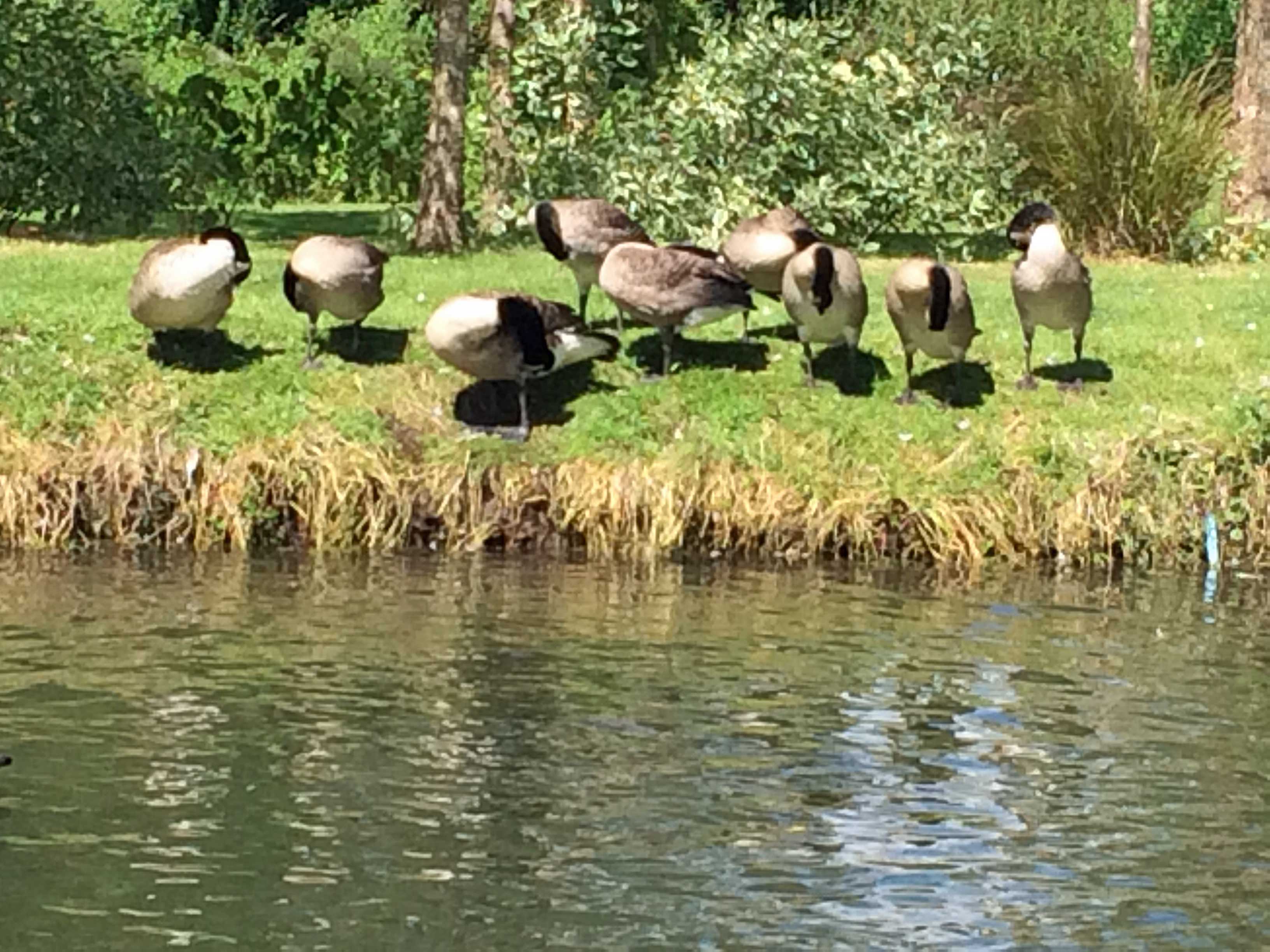 Canada geese