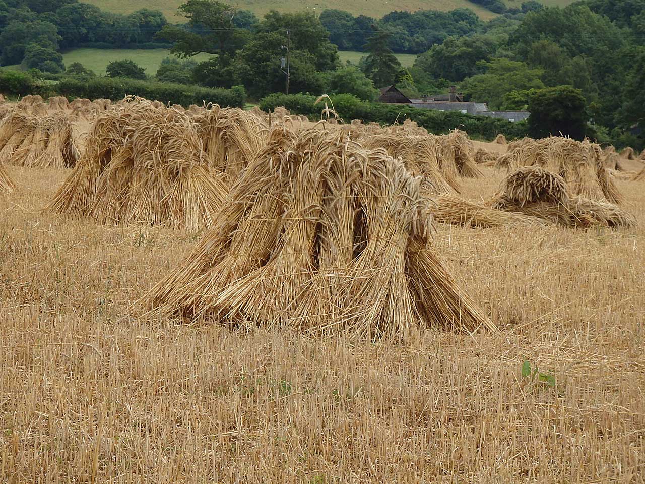 Stooks