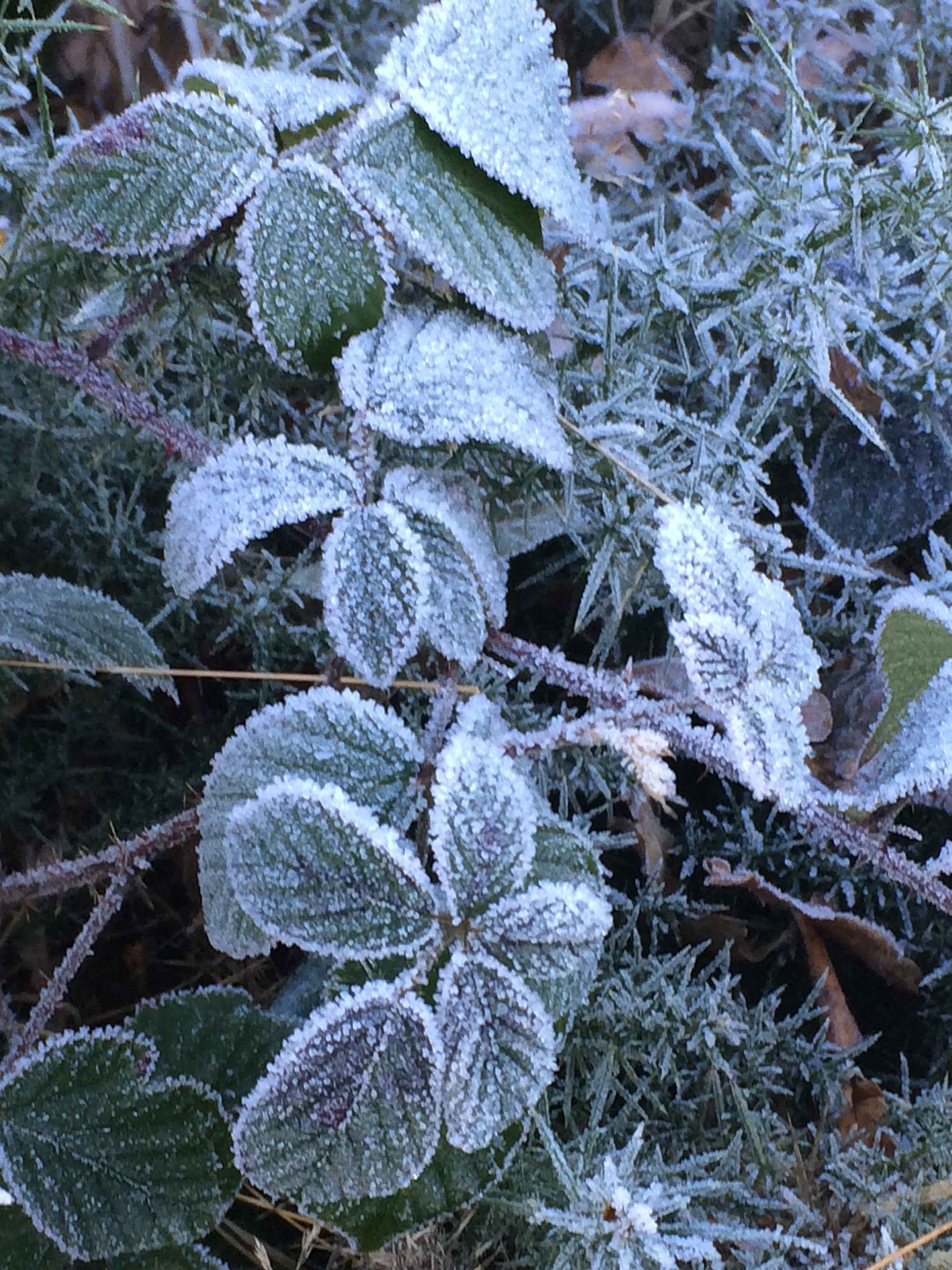 Frost