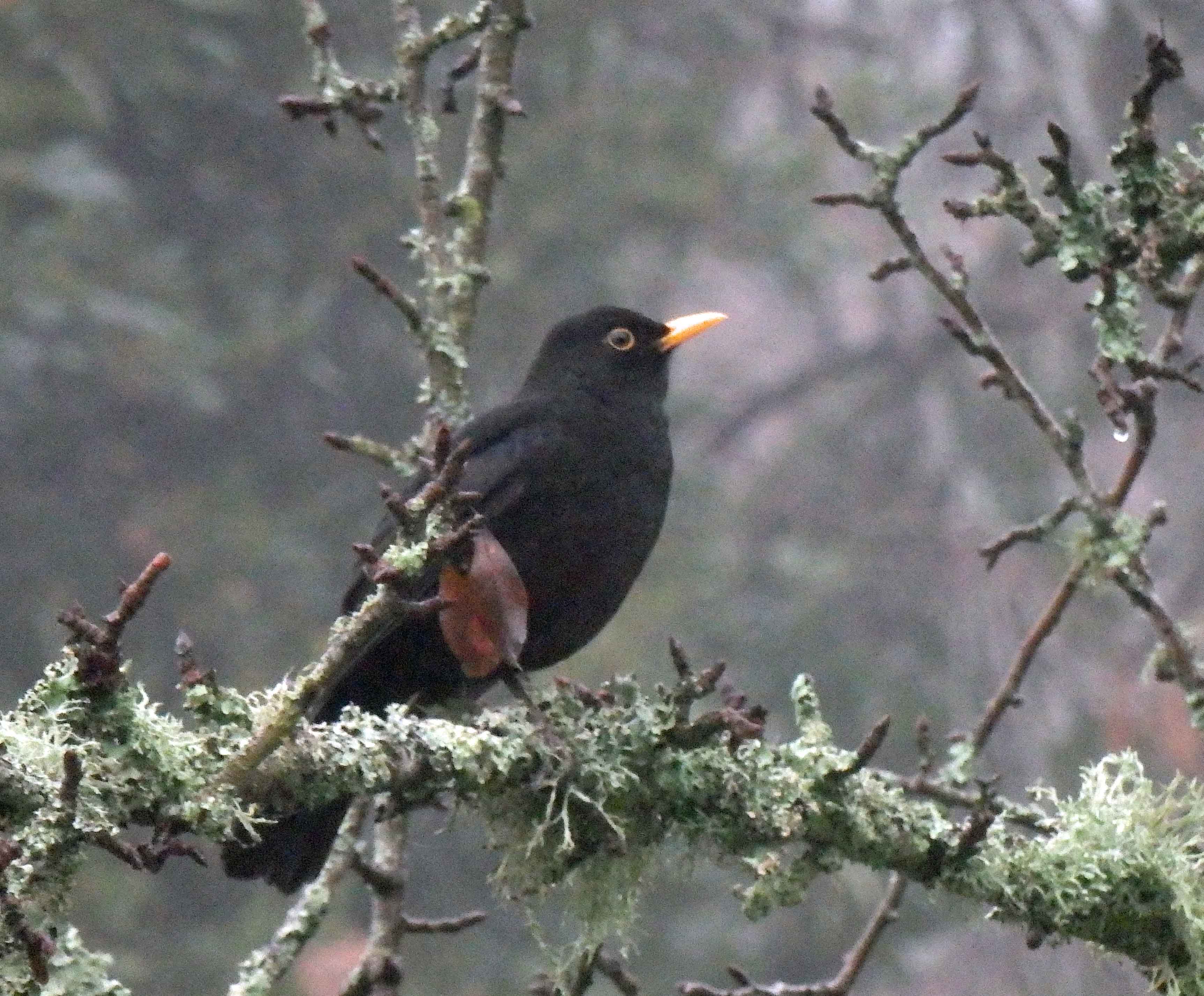 A single blackbird