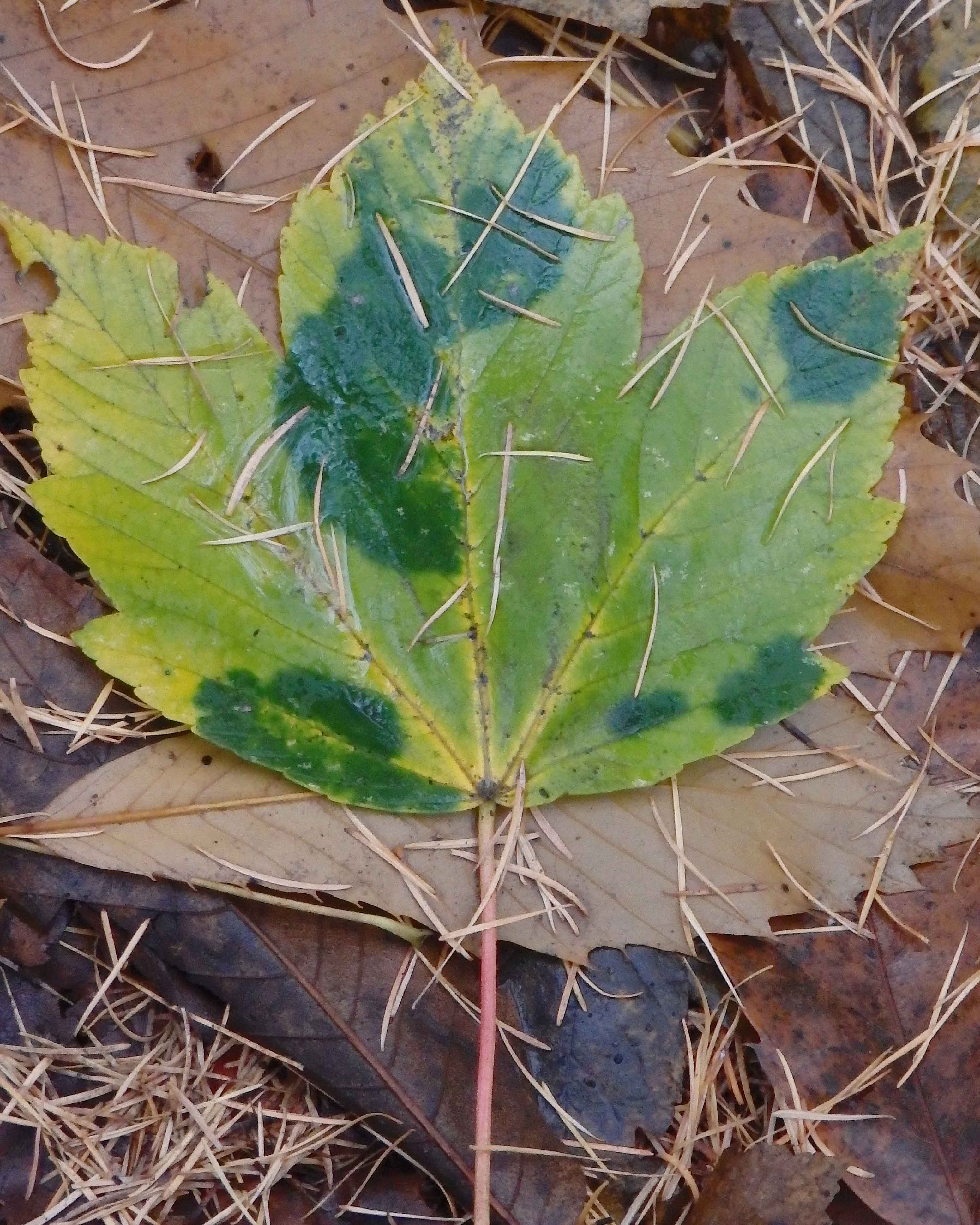 Maple leaf