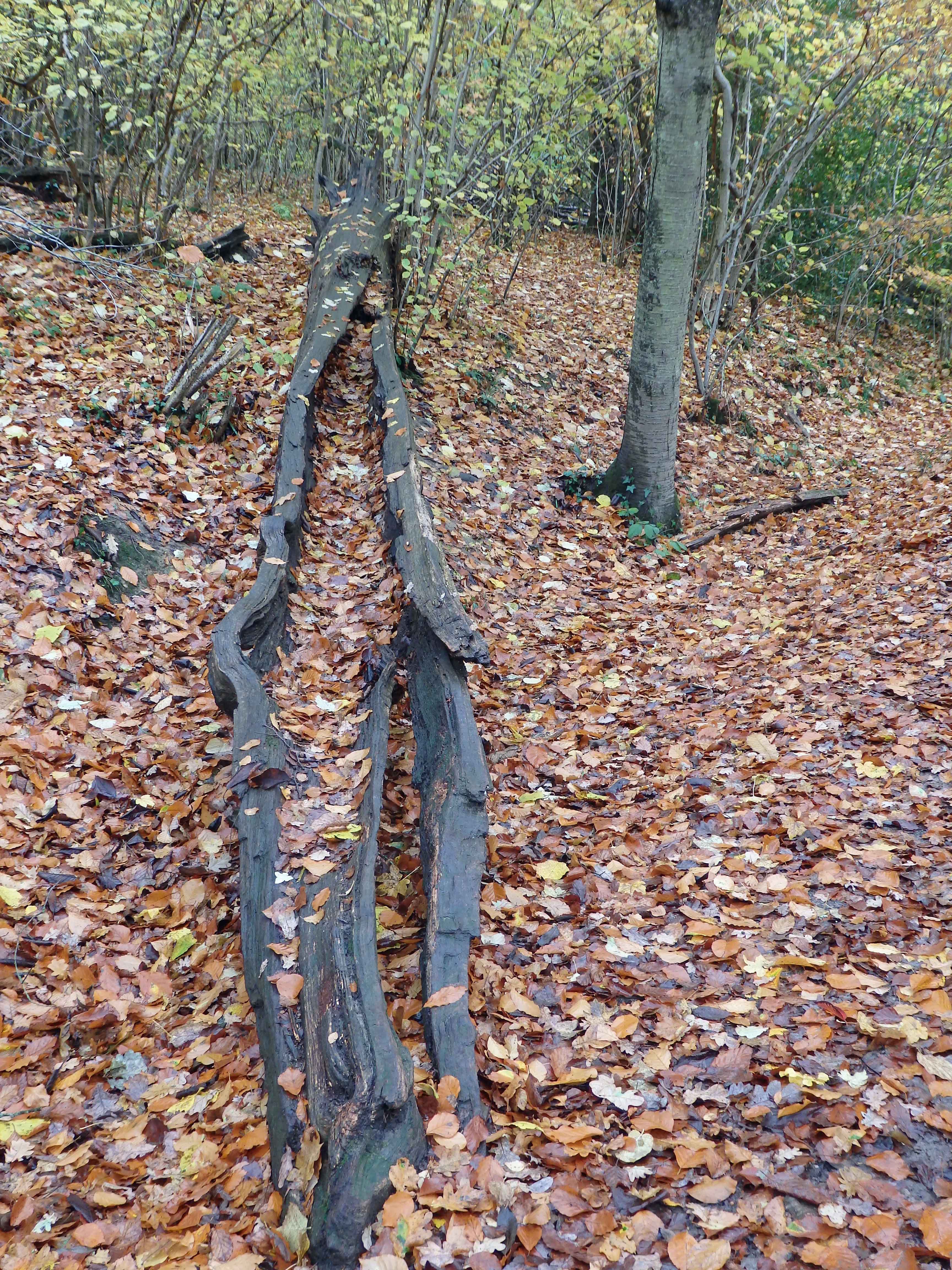 Tree longboat